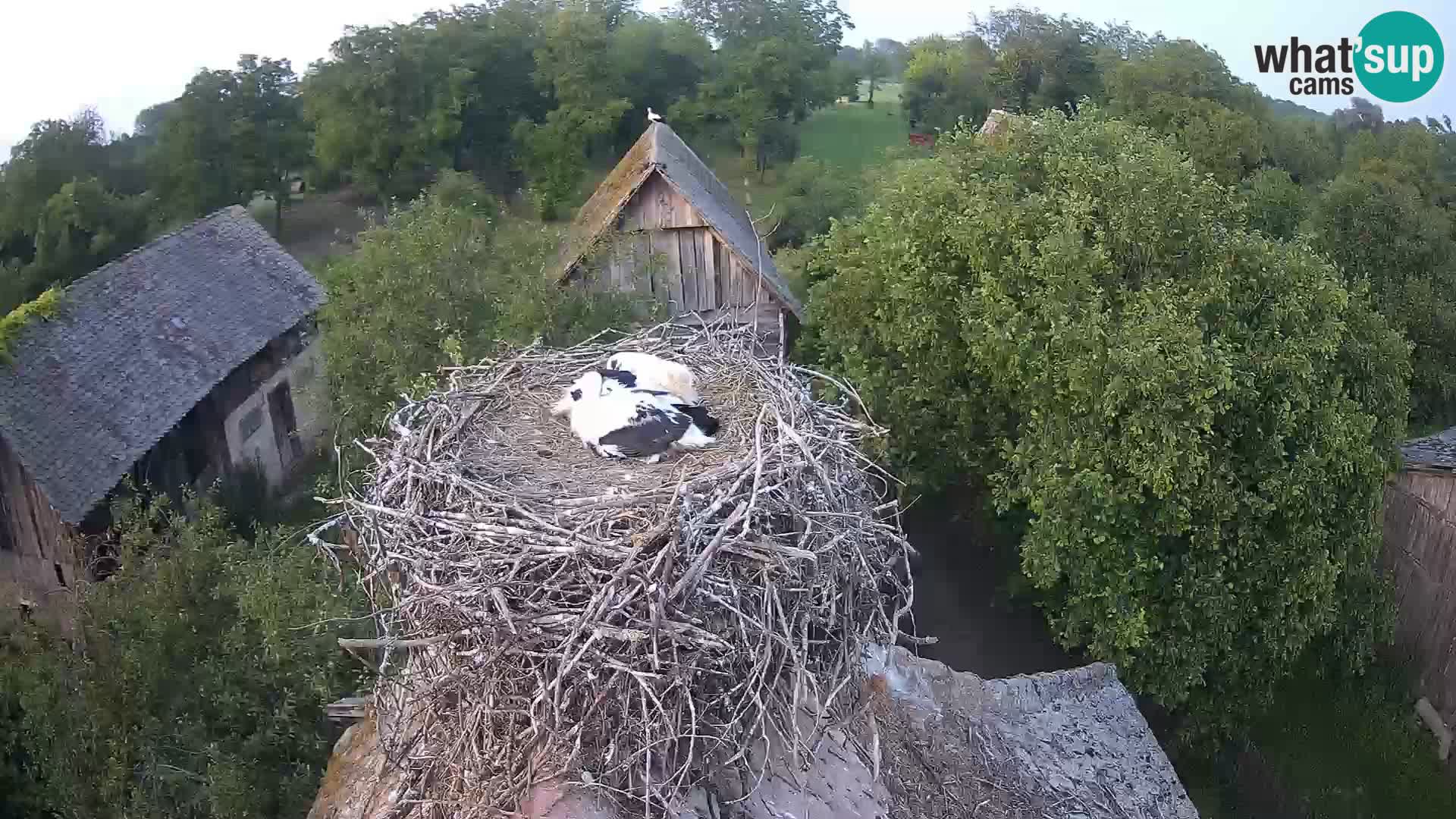Villaggio delle cicogne europee webcam Parco naturale di Lonjsko polje