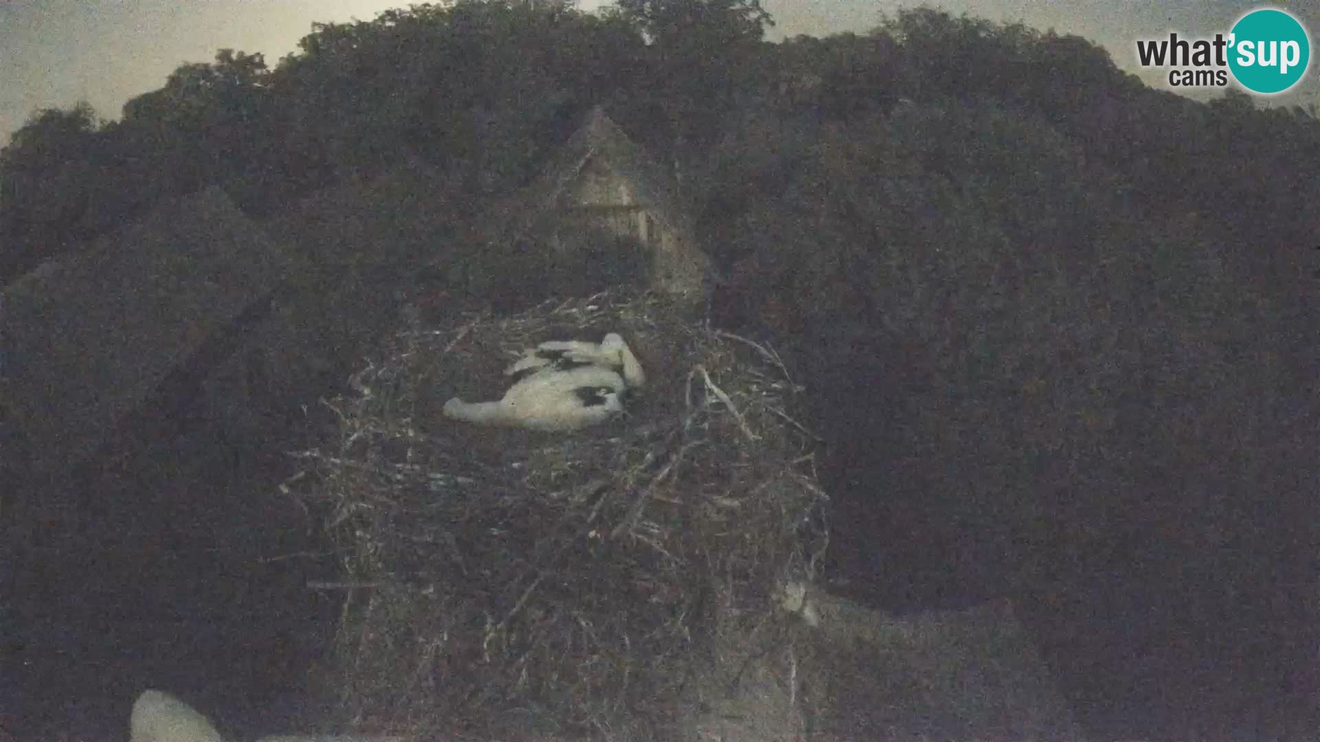 Villaggio delle cicogne europee webcam Parco naturale di Lonjsko polje