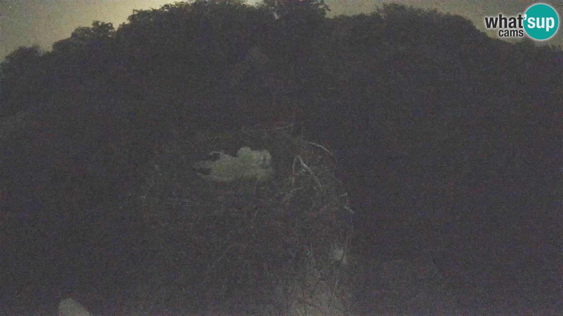 Pueblo europeo de cigüeñas camera en vivo Parque Natural Lonjsko polje