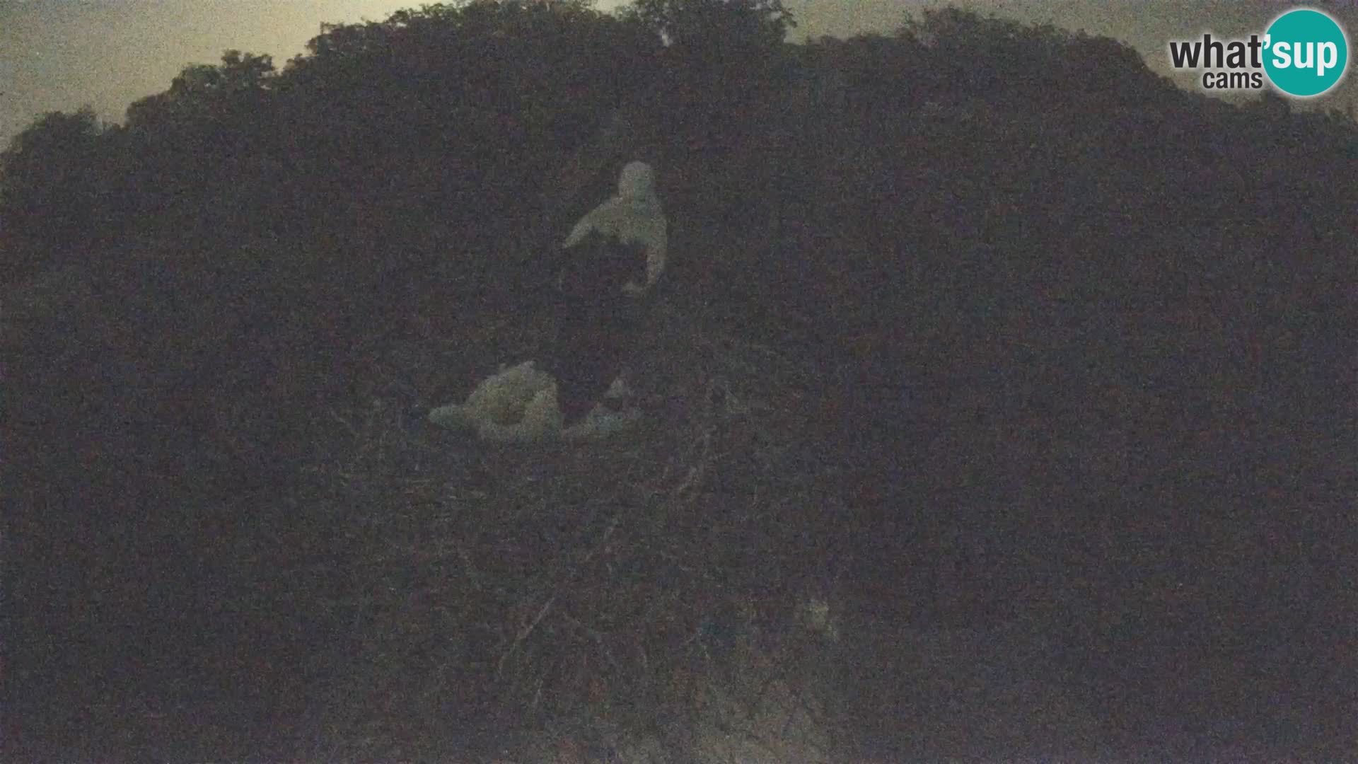 Pueblo europeo de cigüeñas camera en vivo Parque Natural Lonjsko polje