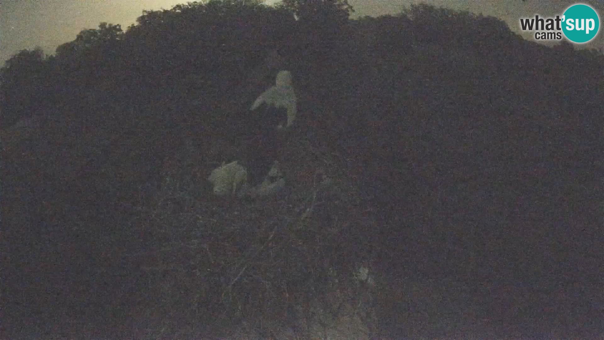 Webcam Europäisches Storchendorf – Naturpark Lonjsko polje