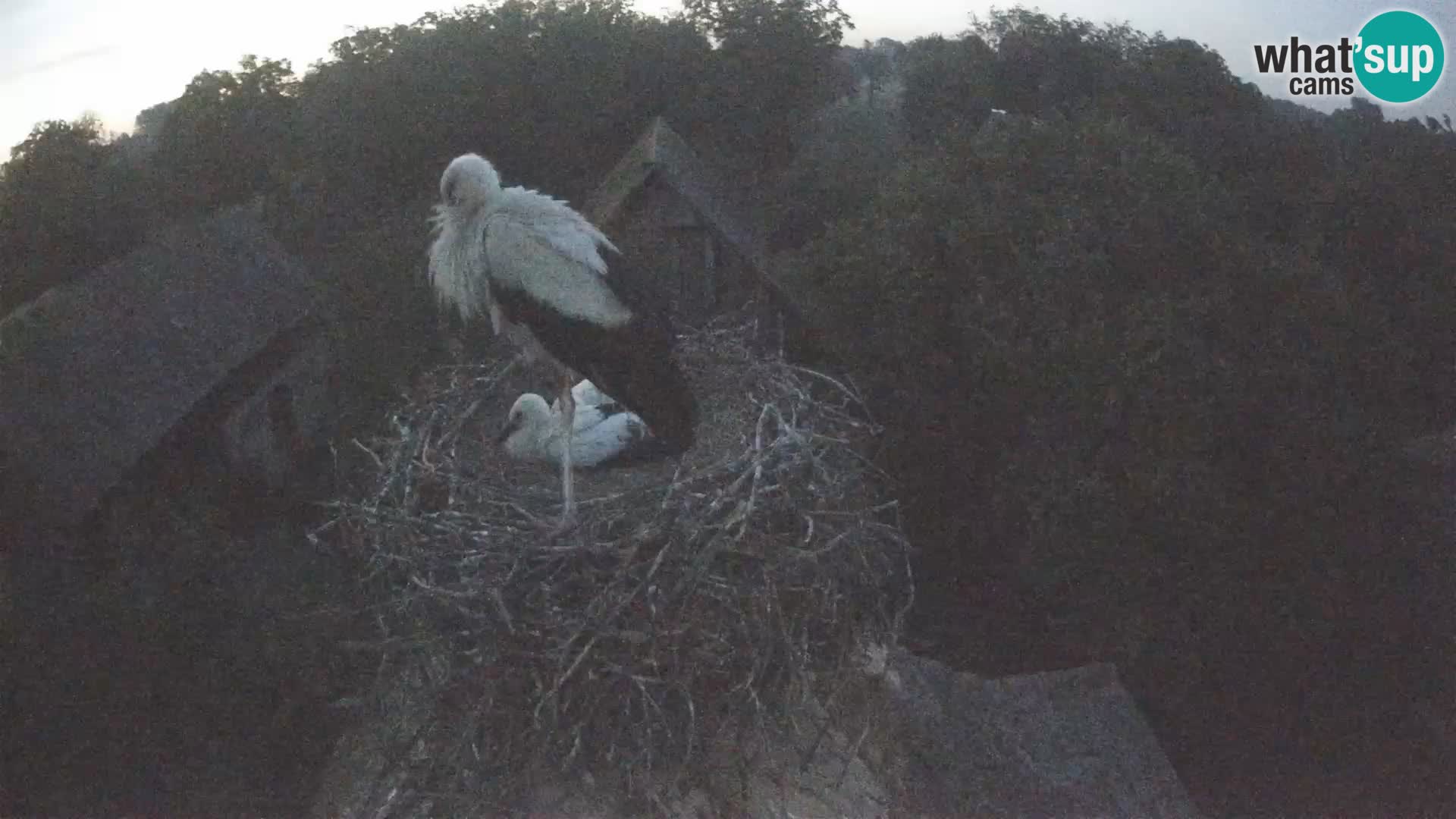 Webcam Europäisches Storchendorf – Naturpark Lonjsko polje