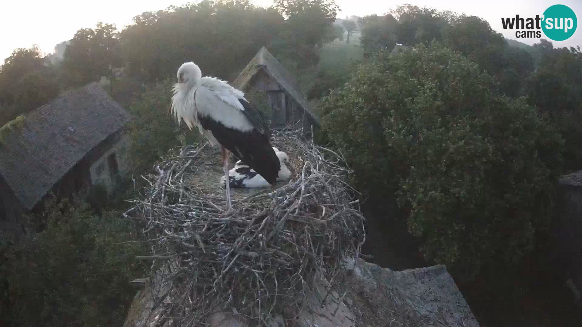 Villaggio delle cicogne europee webcam Parco naturale di Lonjsko polje