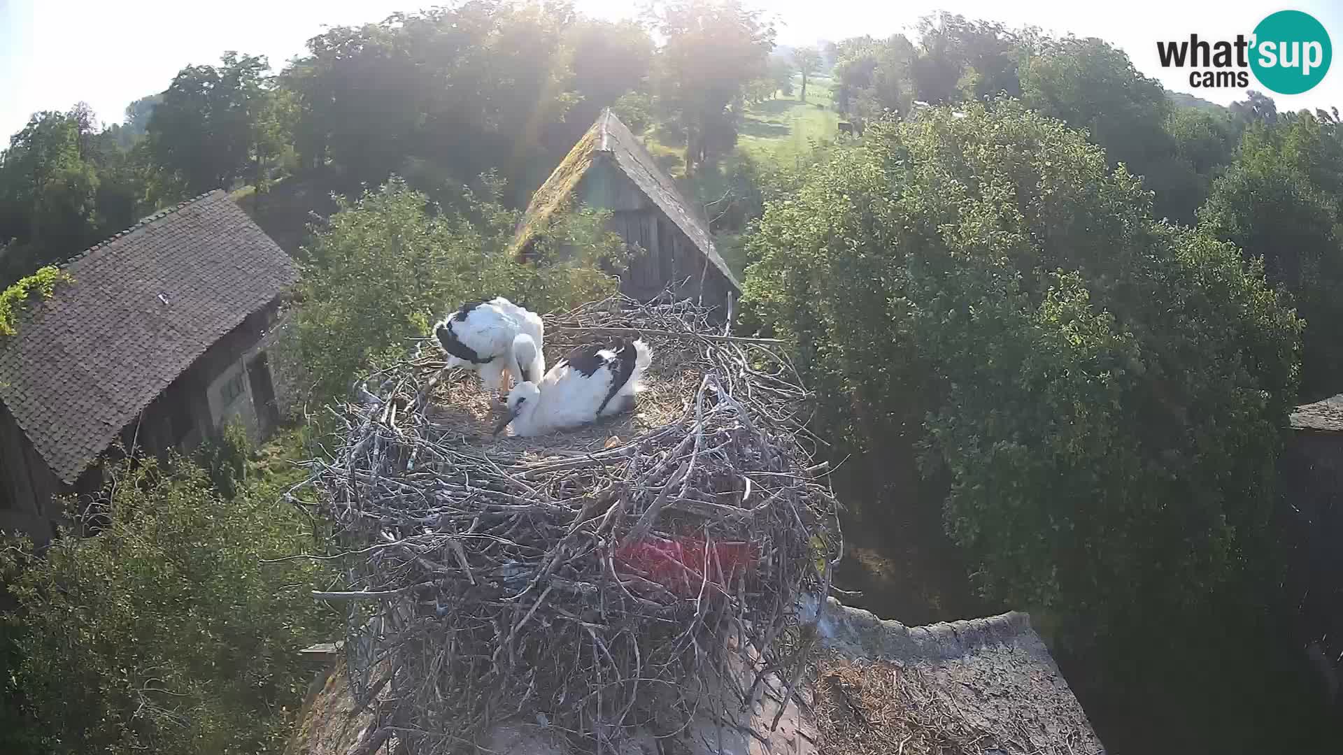 Villaggio delle cicogne europee webcam Parco naturale di Lonjsko polje