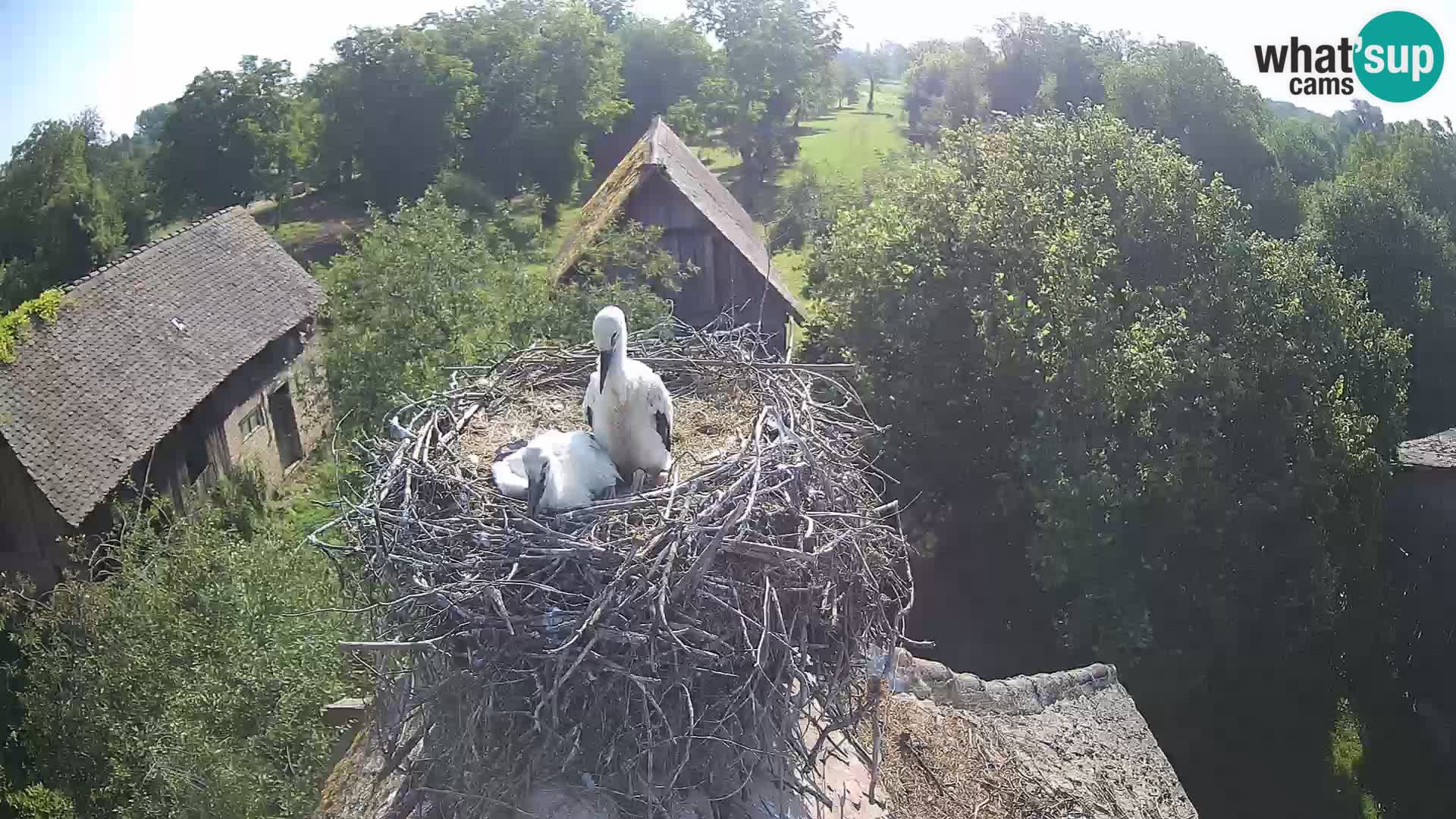 Villaggio delle cicogne europee webcam Parco naturale di Lonjsko polje