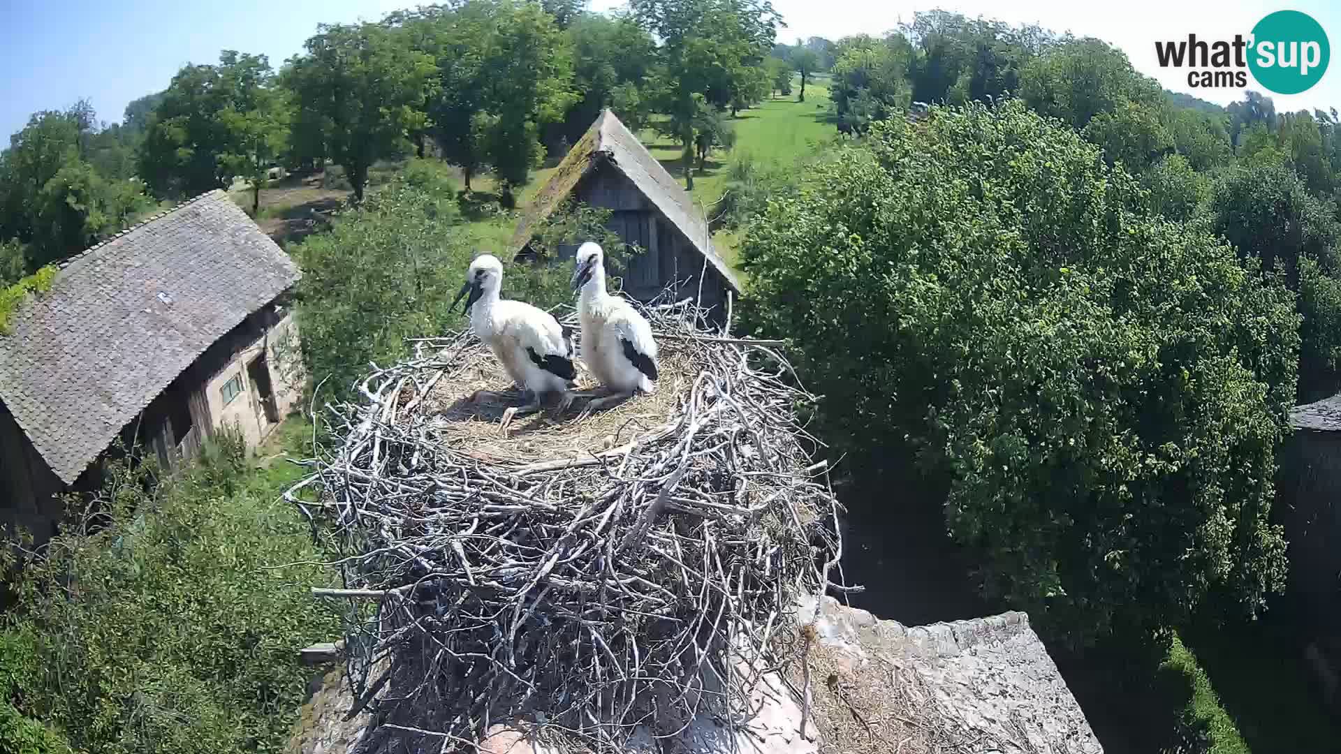 U živo Europsko selo roda – Park prirode Lonjsko polje