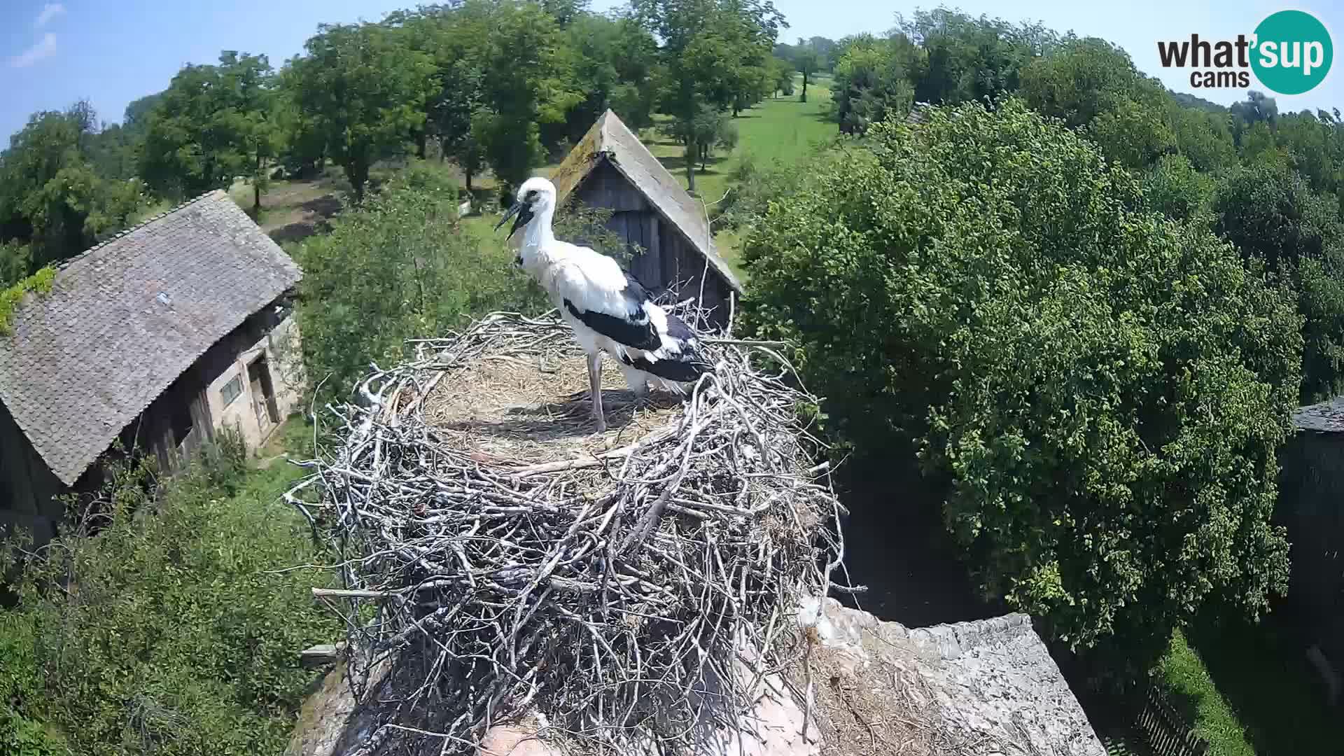Pueblo europeo de cigüeñas camera en vivo Parque Natural Lonjsko polje