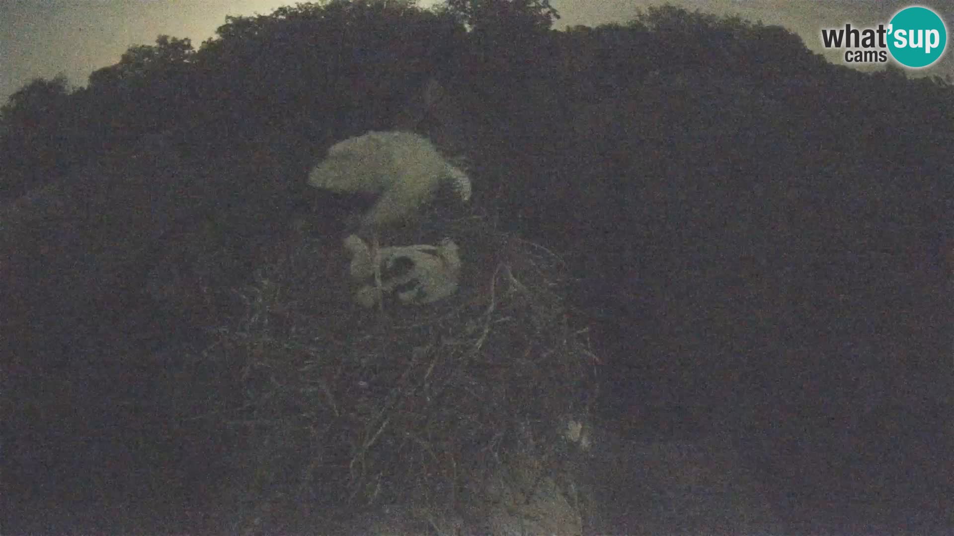 Evropska vas štorklje – Krajinski park Lonjsko polje spletna kamera