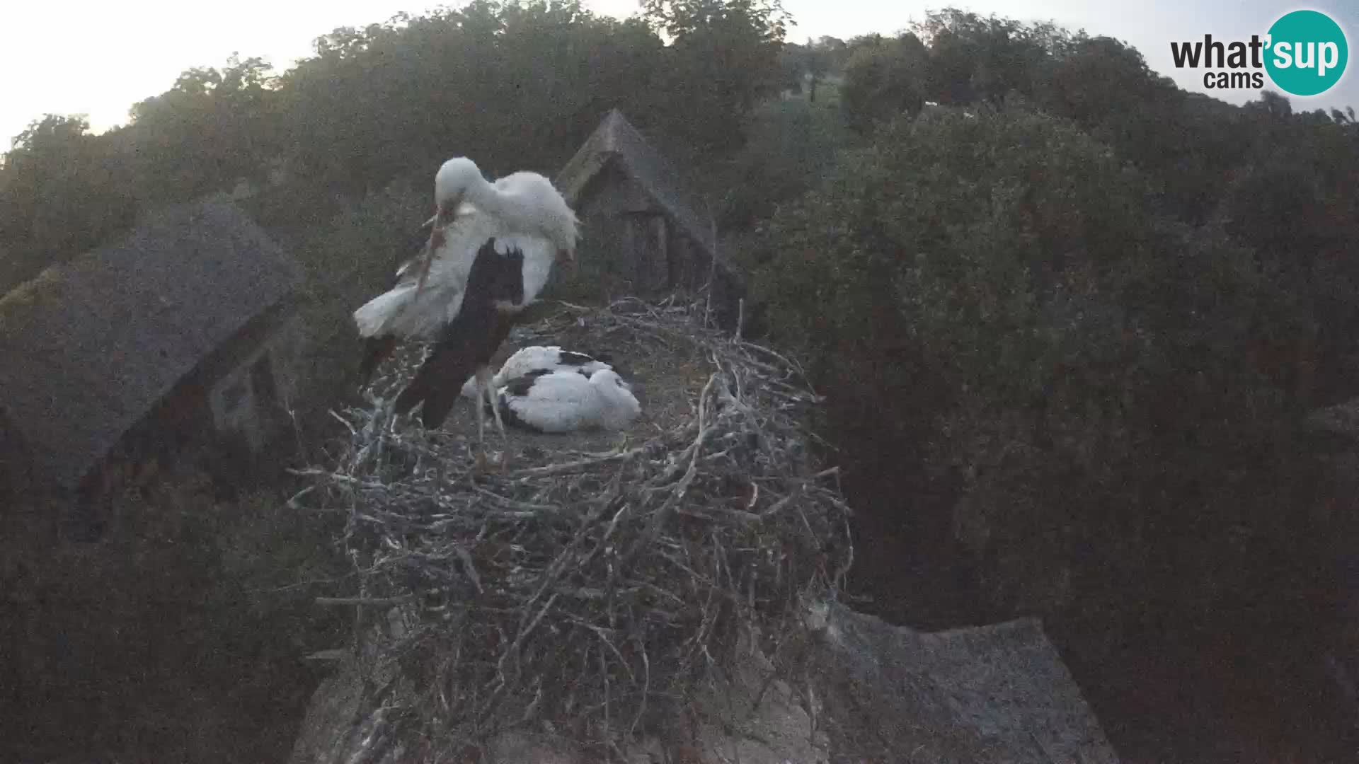 Webcam Europäisches Storchendorf – Naturpark Lonjsko polje