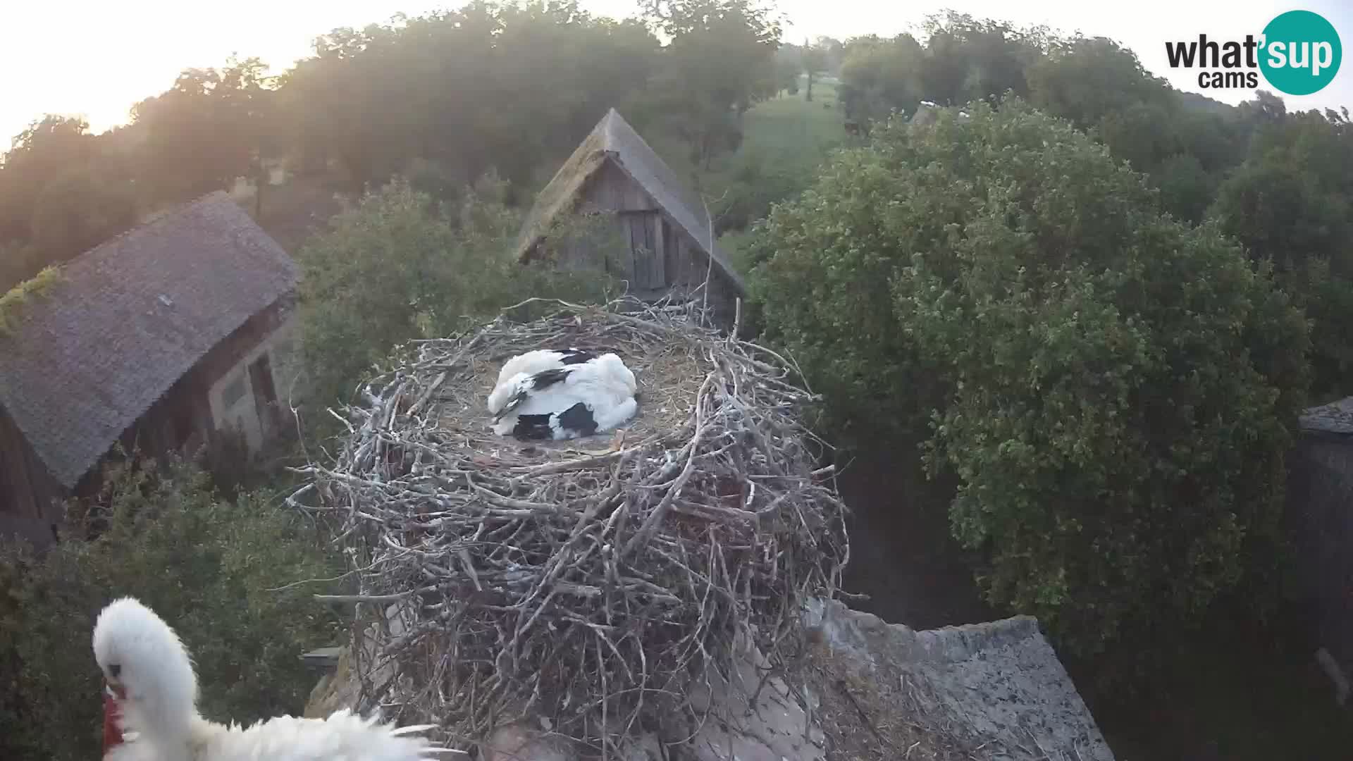 Villaggio delle cicogne europee webcam Parco naturale di Lonjsko polje
