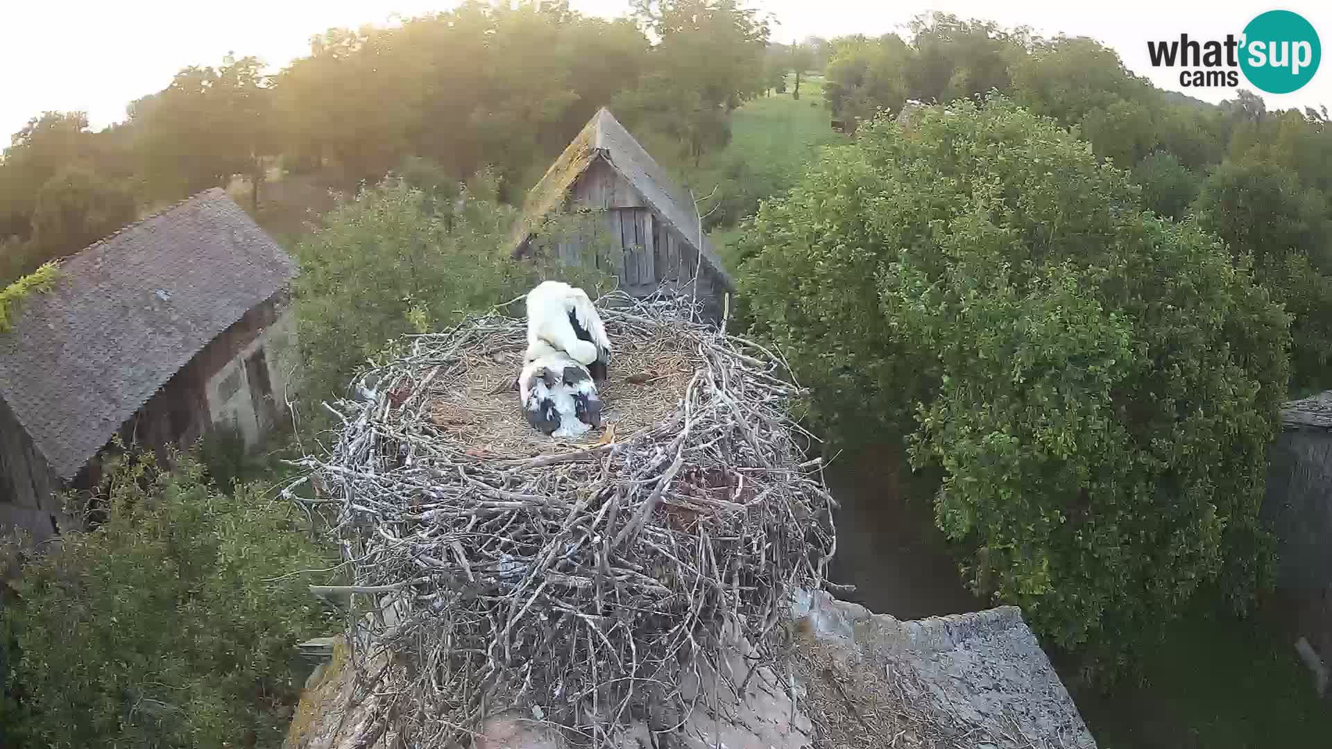 Webcam Europäisches Storchendorf – Naturpark Lonjsko polje