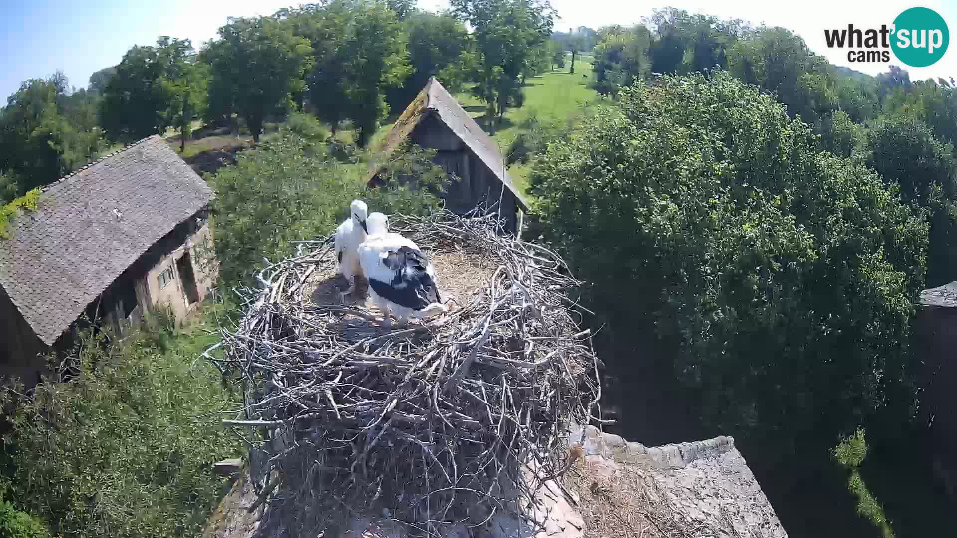 U živo Europsko selo roda – Park prirode Lonjsko polje