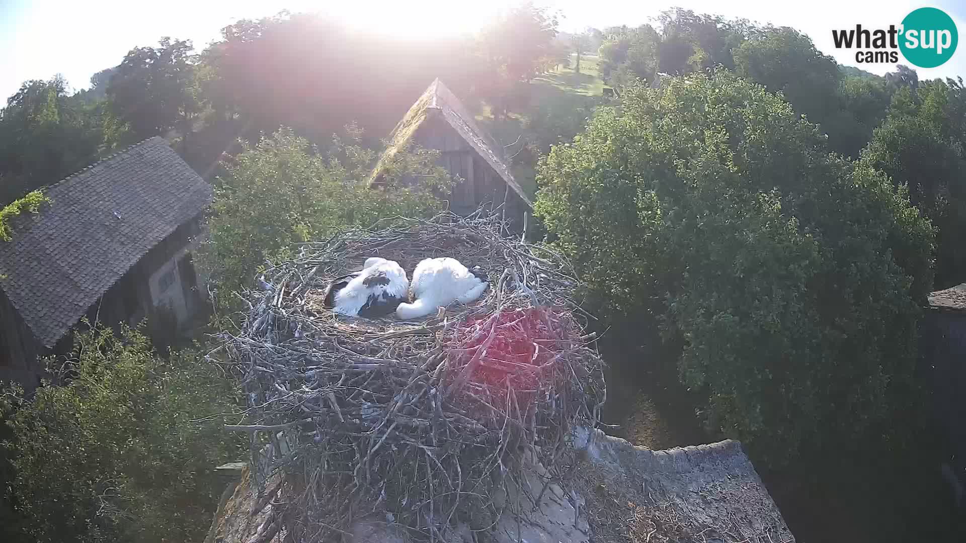 U živo Europsko selo roda – Park prirode Lonjsko polje