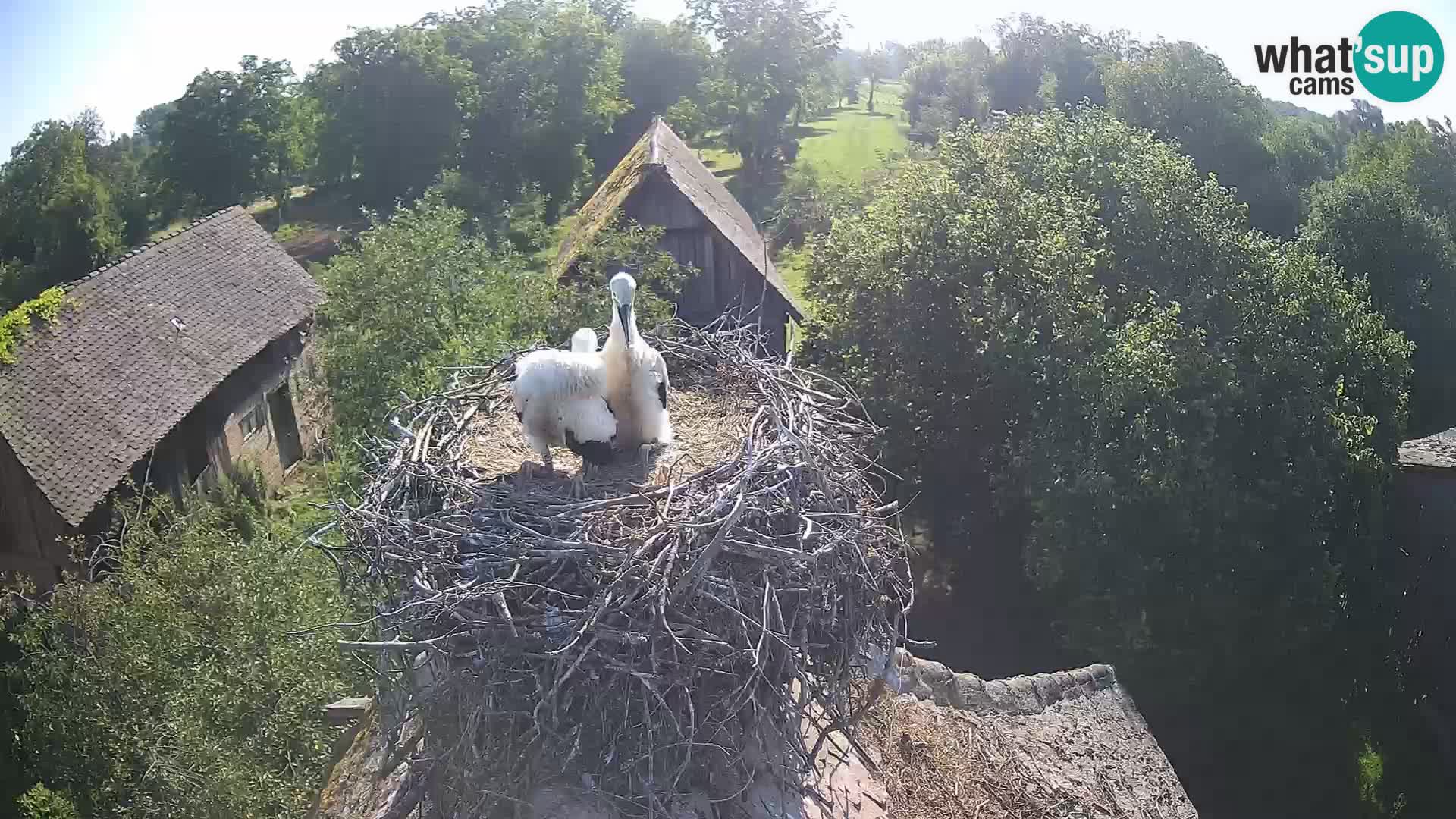 Village européen de cigognes webcam Parc naturel de Lonjsko polje