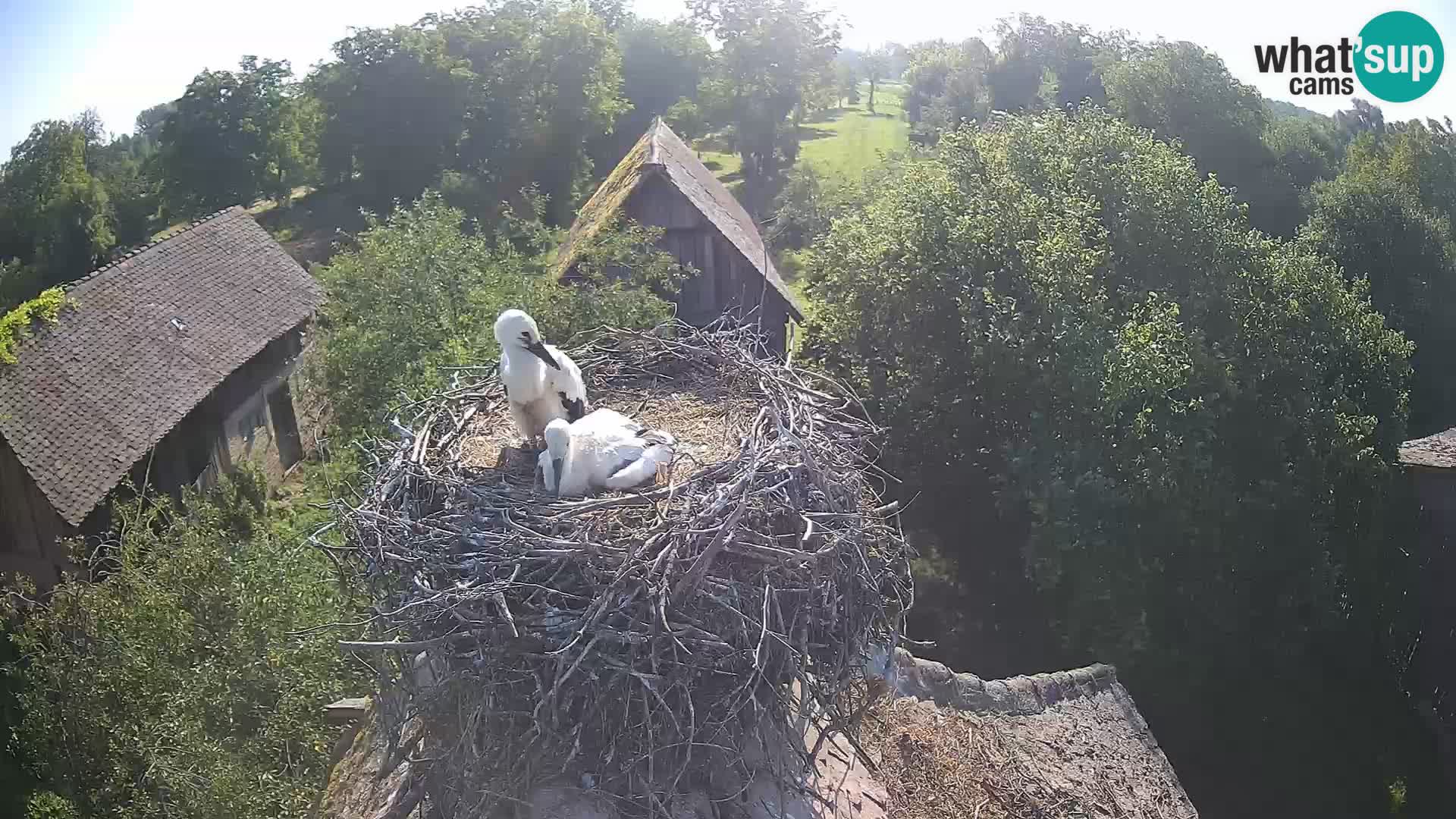 U živo Europsko selo roda – Park prirode Lonjsko polje