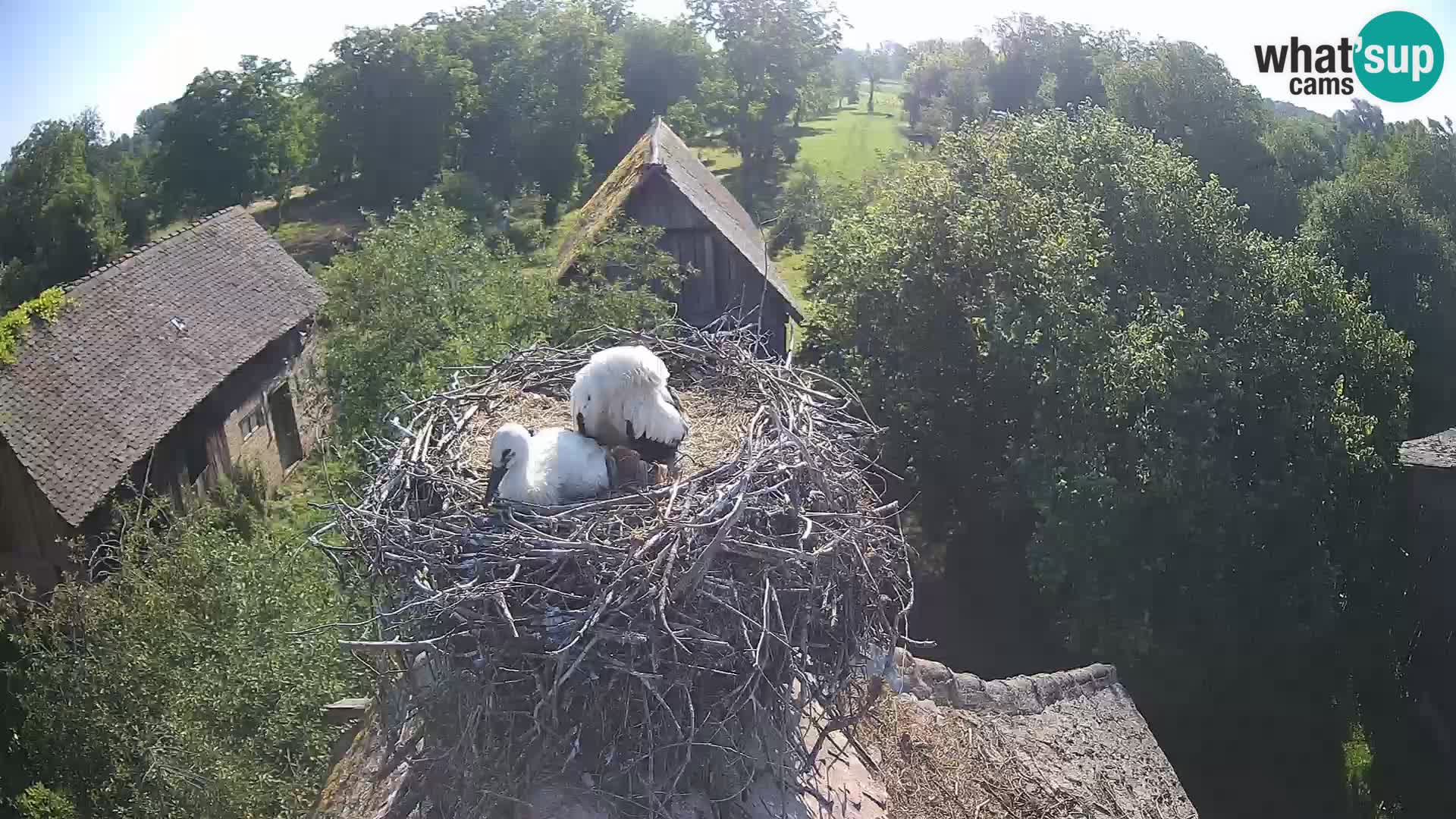 Villaggio delle cicogne europee webcam Parco naturale di Lonjsko polje