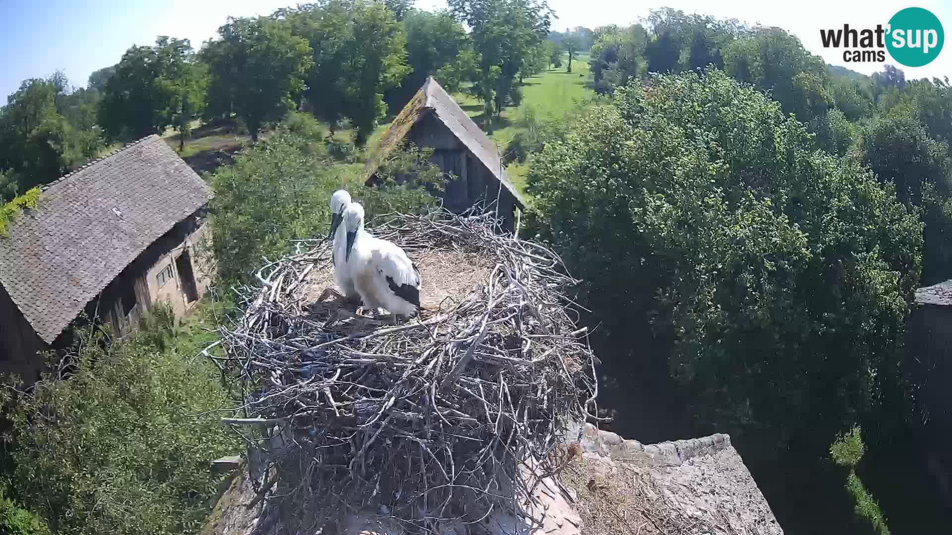 Villaggio delle cicogne europee webcam Parco naturale di Lonjsko polje