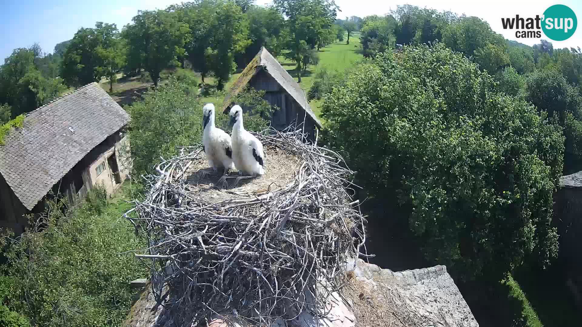 U živo Europsko selo roda – Park prirode Lonjsko polje