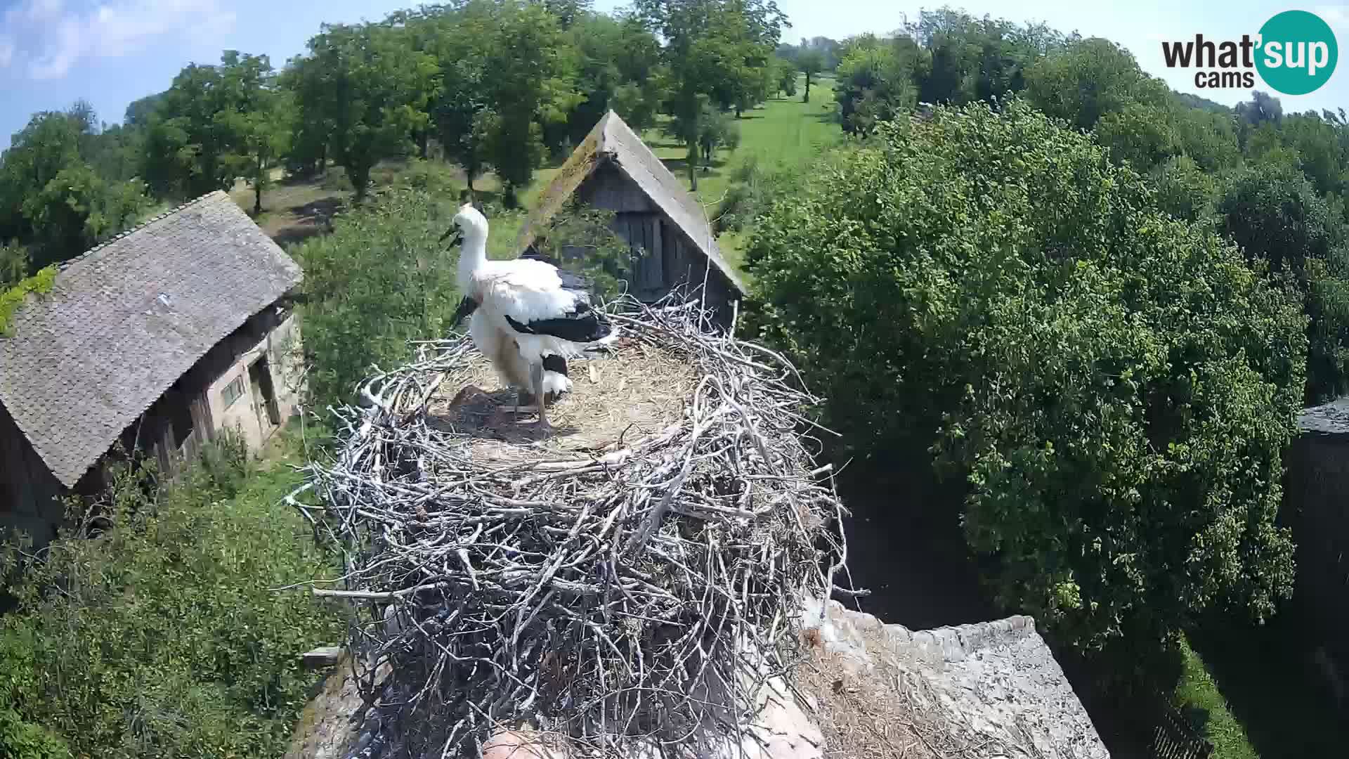 U živo Europsko selo roda – Park prirode Lonjsko polje
