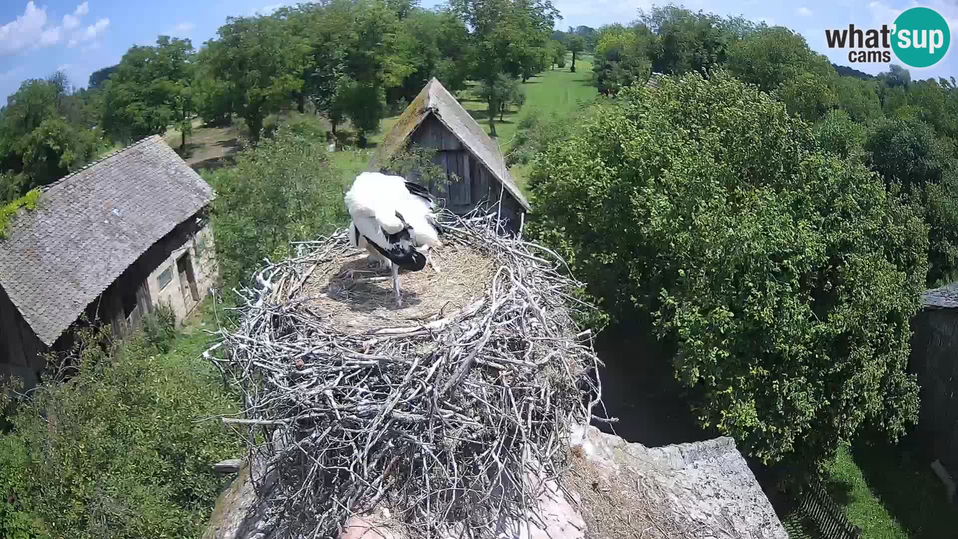 Evropska vas štorklje – Krajinski park Lonjsko polje spletna kamera