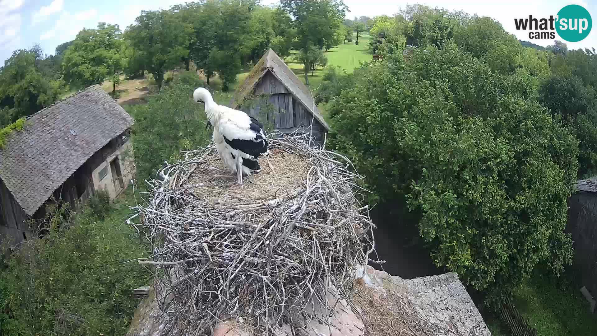 Village européen de cigognes webcam Parc naturel de Lonjsko polje
