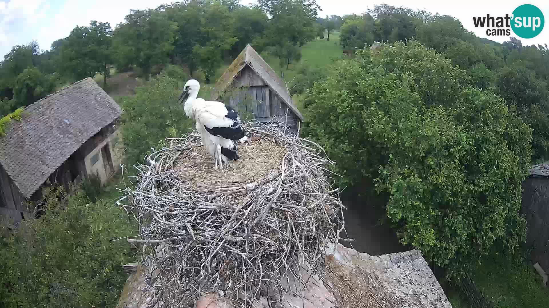 Webcam Europäisches Storchendorf – Naturpark Lonjsko polje