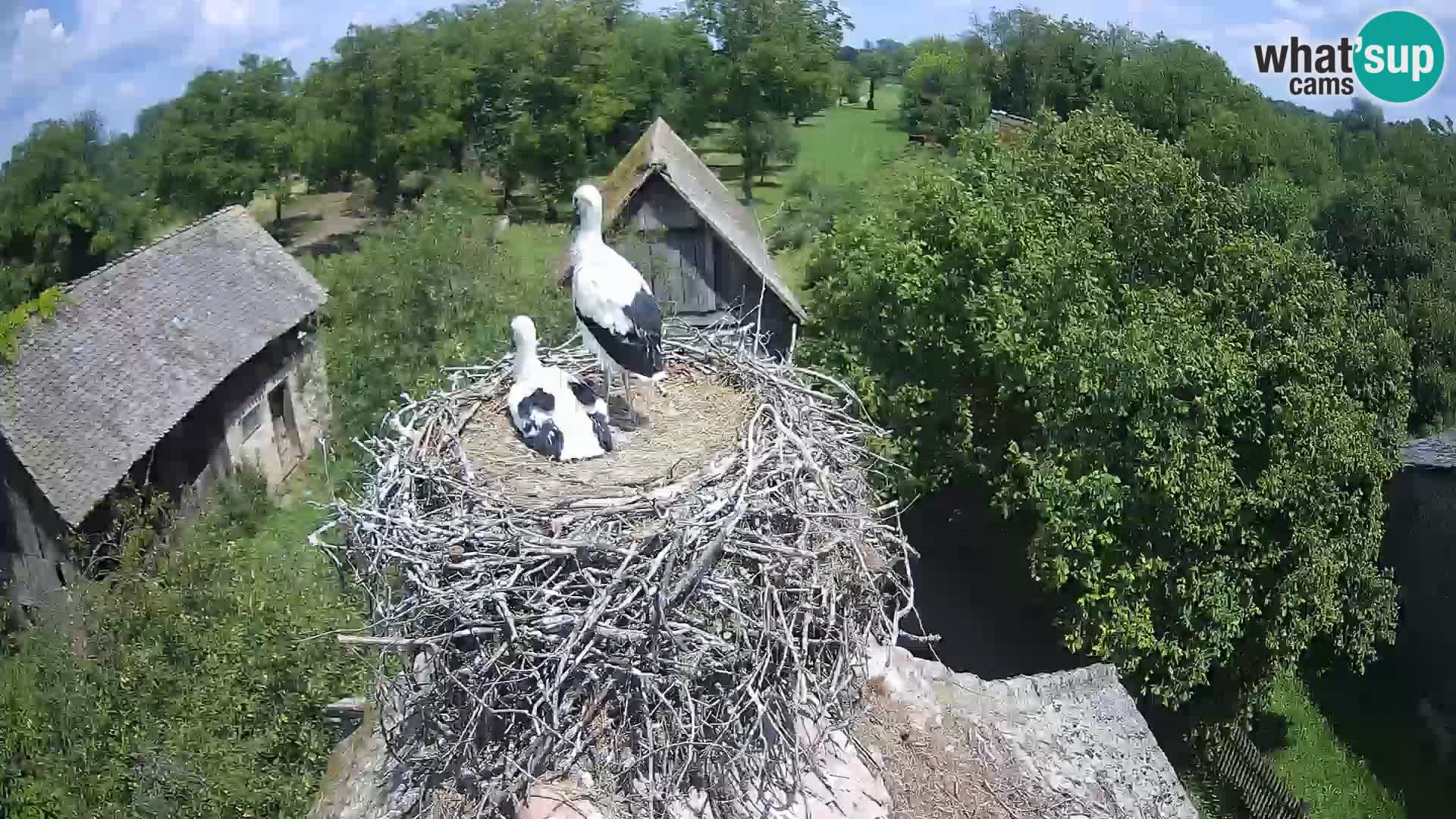 Webcam Europäisches Storchendorf – Naturpark Lonjsko polje