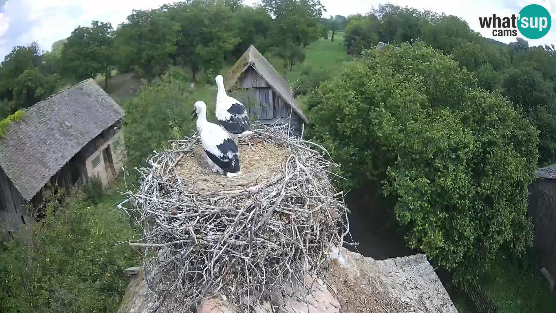 Village européen de cigognes webcam Parc naturel de Lonjsko polje