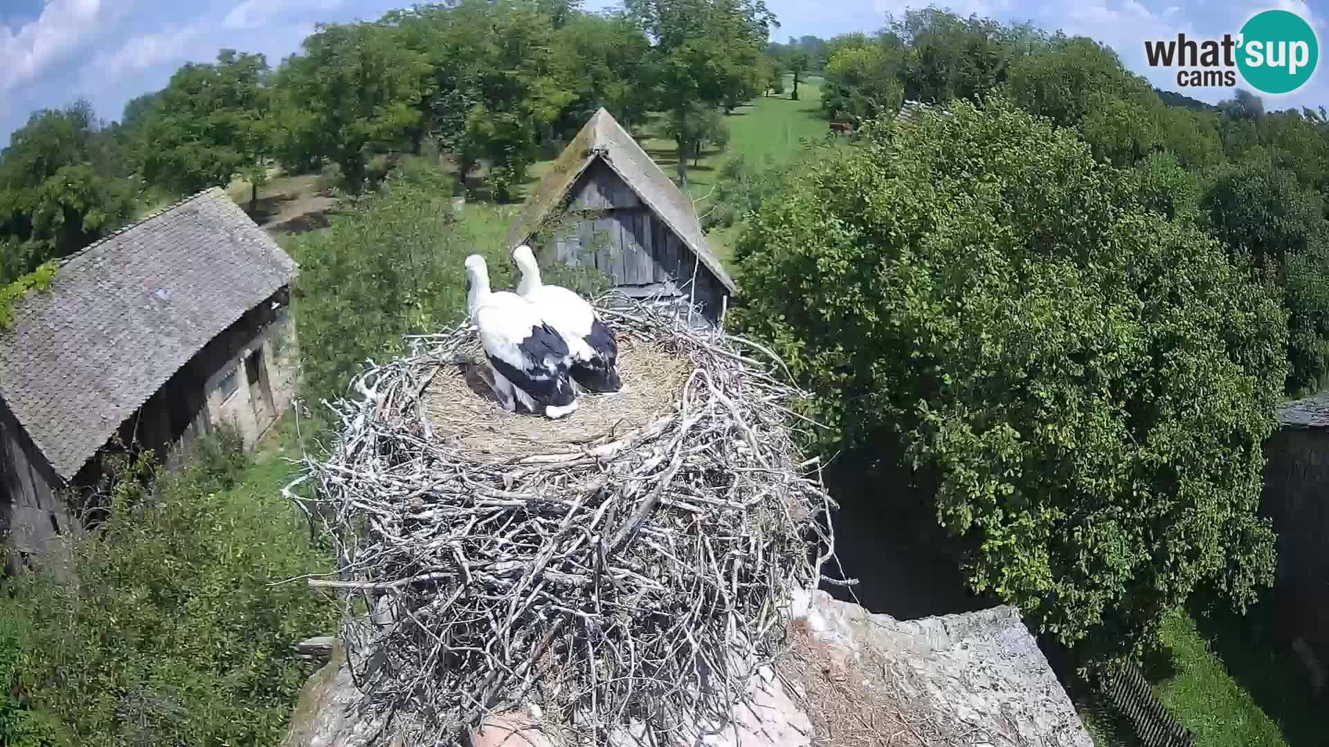 Villaggio delle cicogne europee webcam Parco naturale di Lonjsko polje