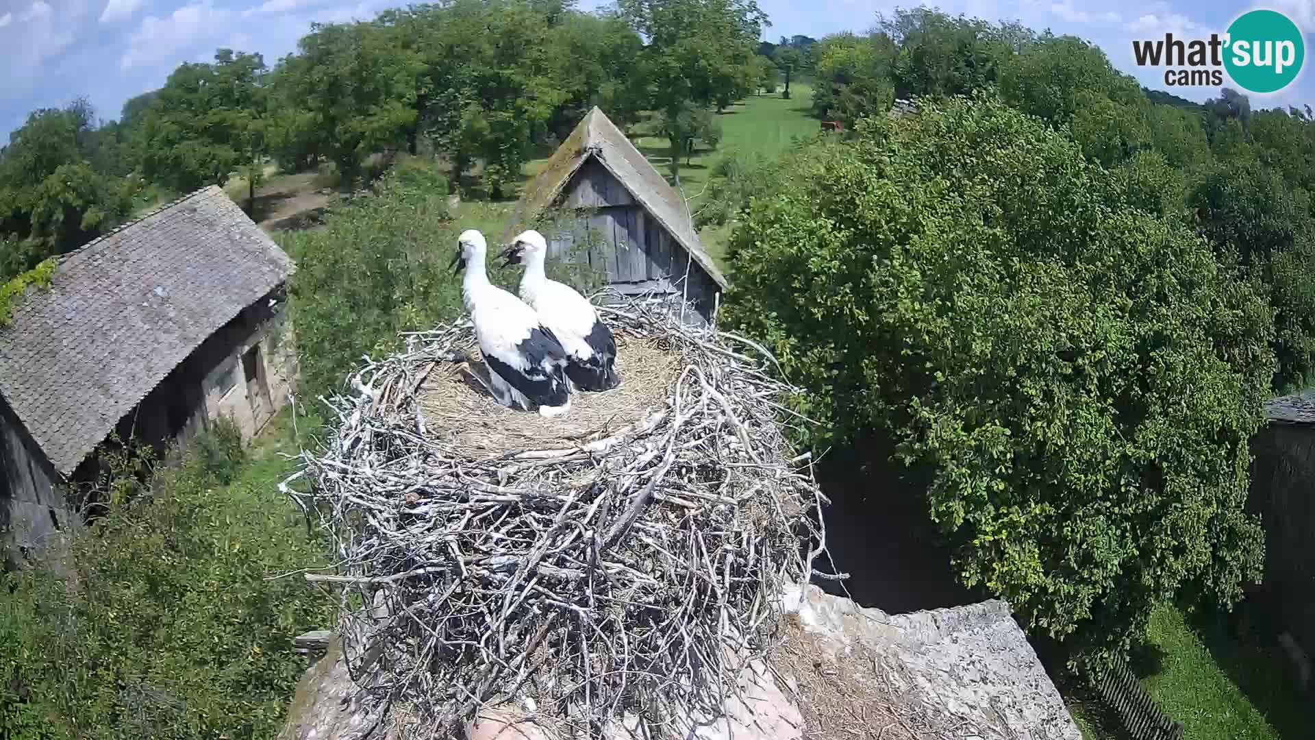 Webcam Europäisches Storchendorf – Naturpark Lonjsko polje