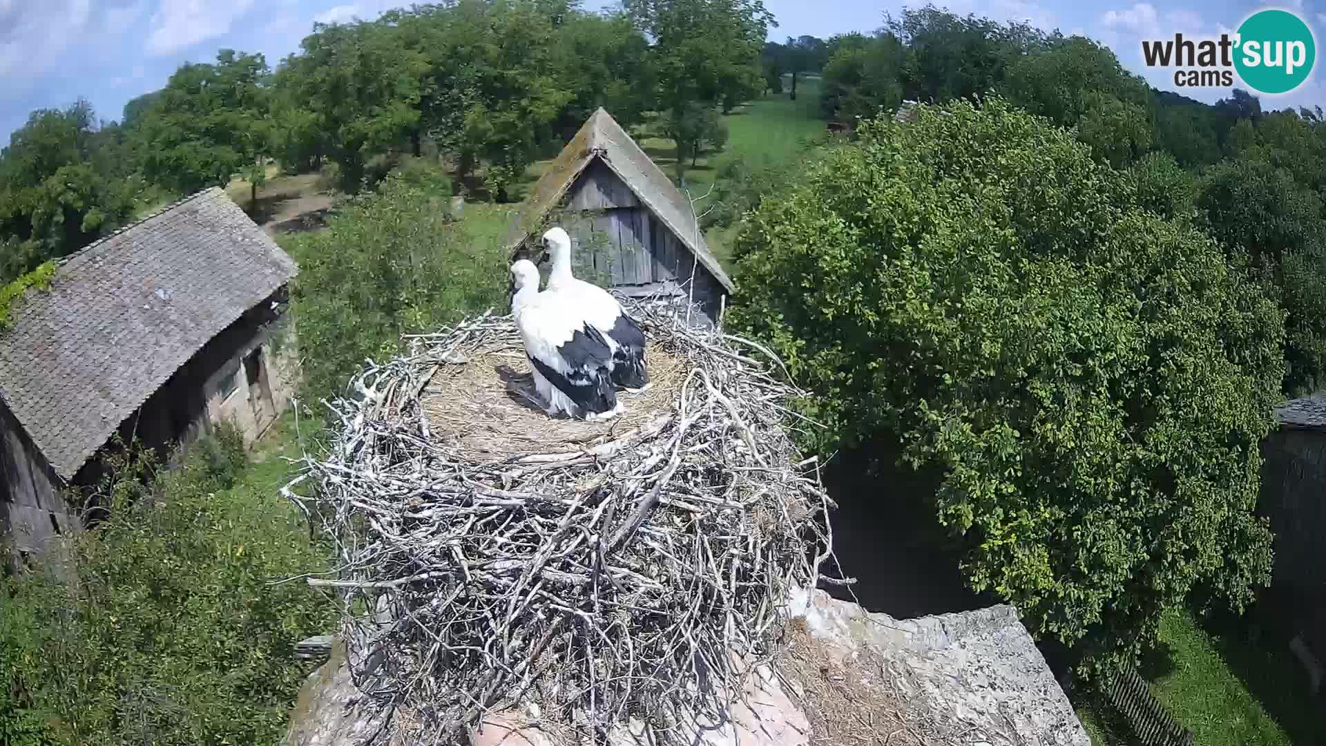 Webcam Europäisches Storchendorf – Naturpark Lonjsko polje