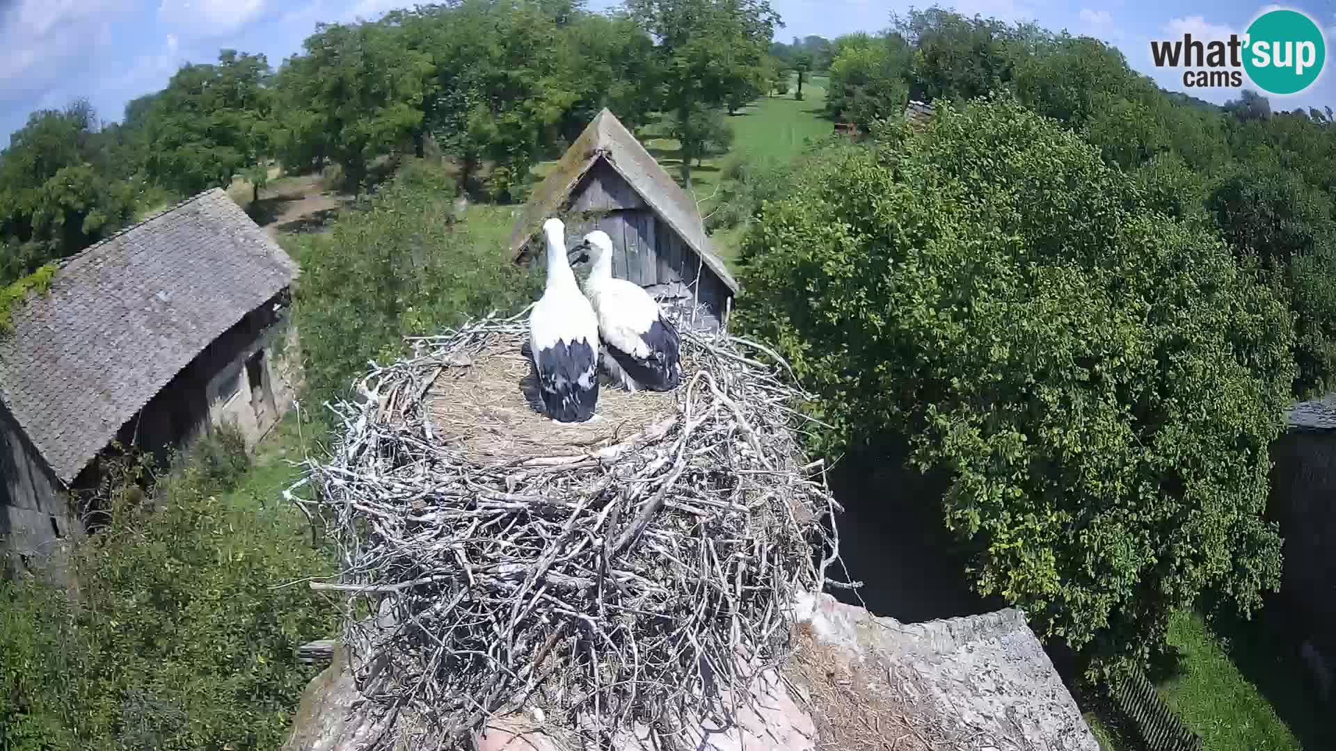 Evropska vas štorklje – Krajinski park Lonjsko polje spletna kamera
