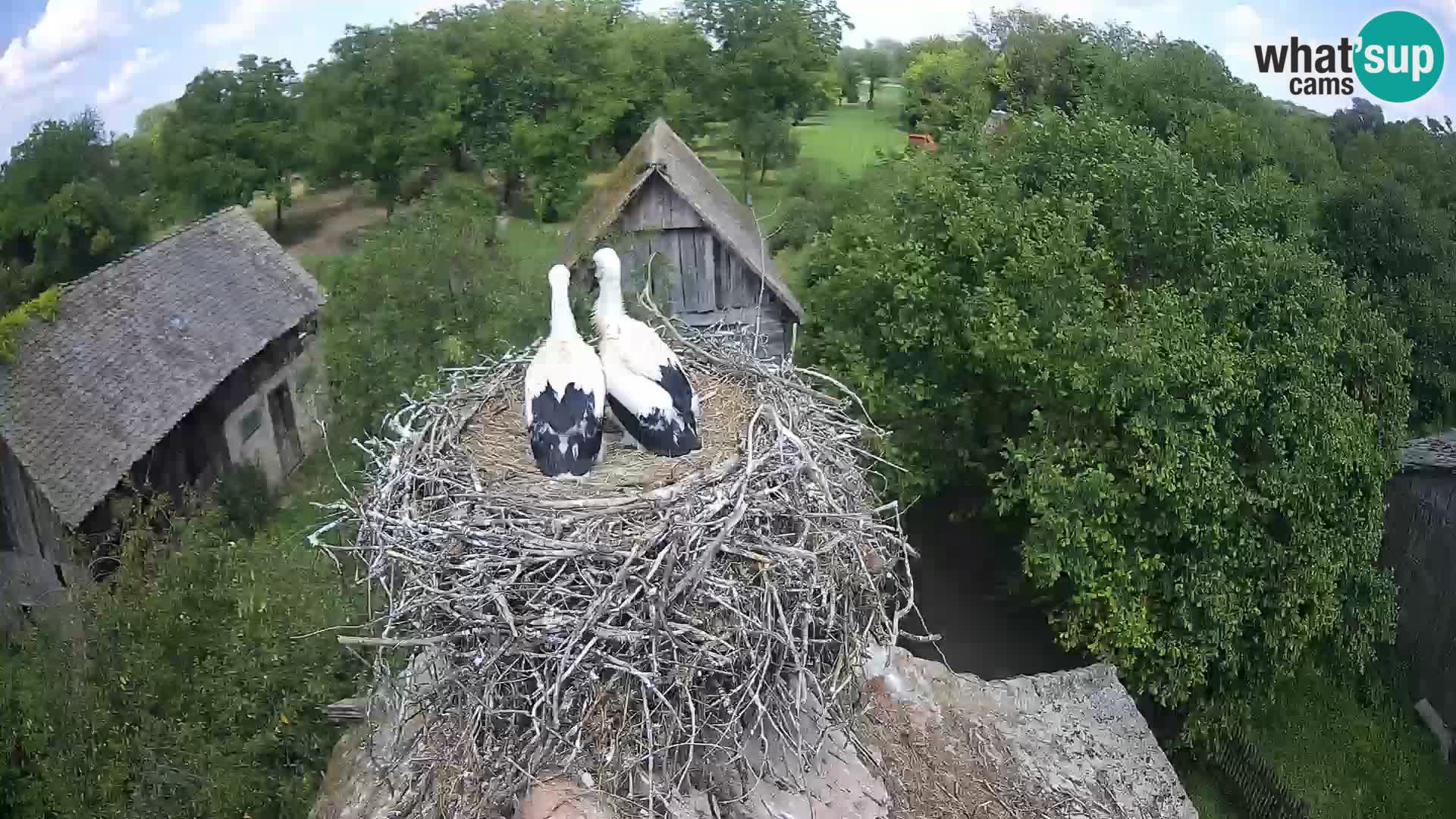 Pueblo europeo de cigüeñas camera en vivo Parque Natural Lonjsko polje