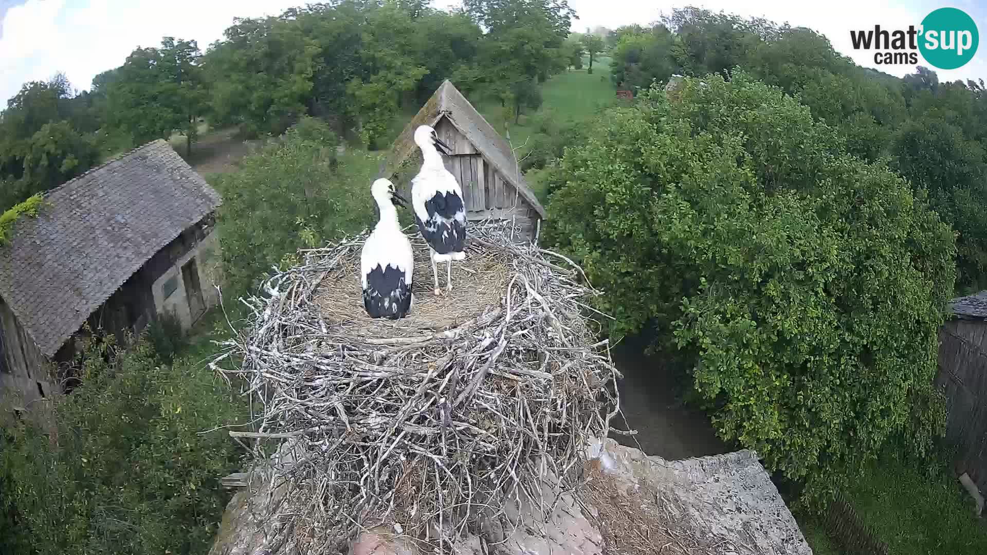 Pueblo europeo de cigüeñas camera en vivo Parque Natural Lonjsko polje