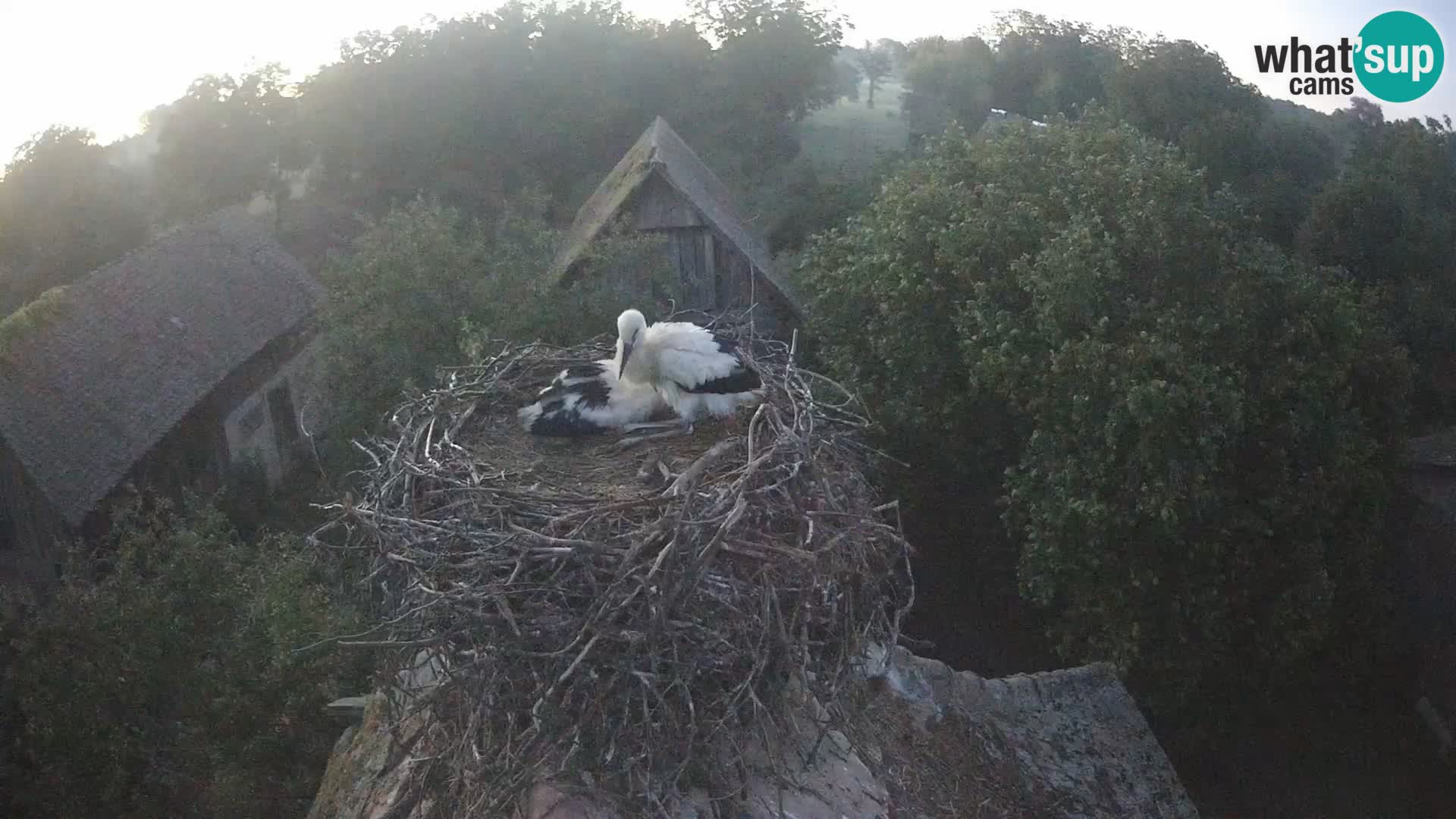 Pueblo europeo de cigüeñas camera en vivo Parque Natural Lonjsko polje