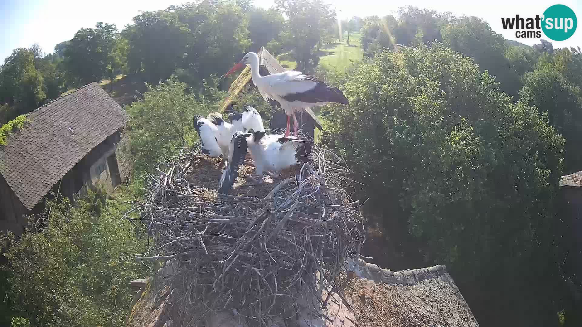 Pueblo europeo de cigüeñas camera en vivo Parque Natural Lonjsko polje