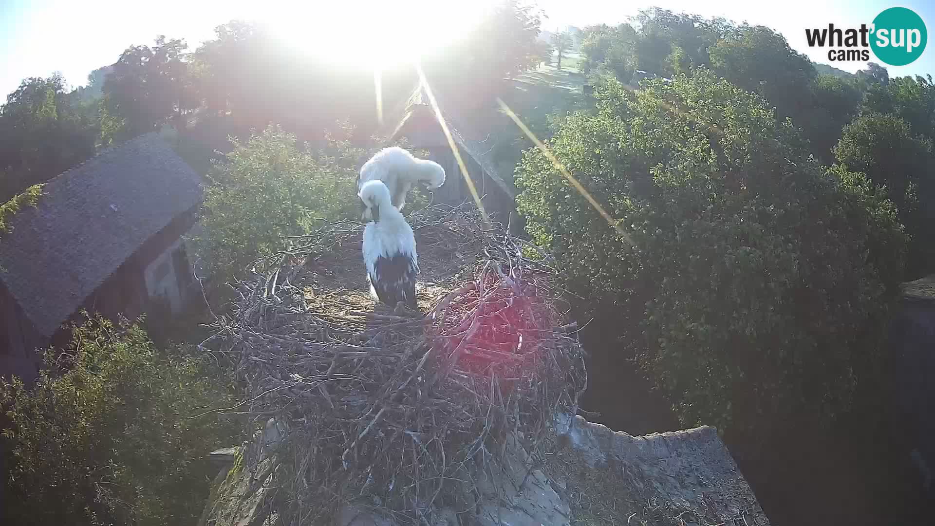 Pueblo europeo de cigüeñas camera en vivo Parque Natural Lonjsko polje