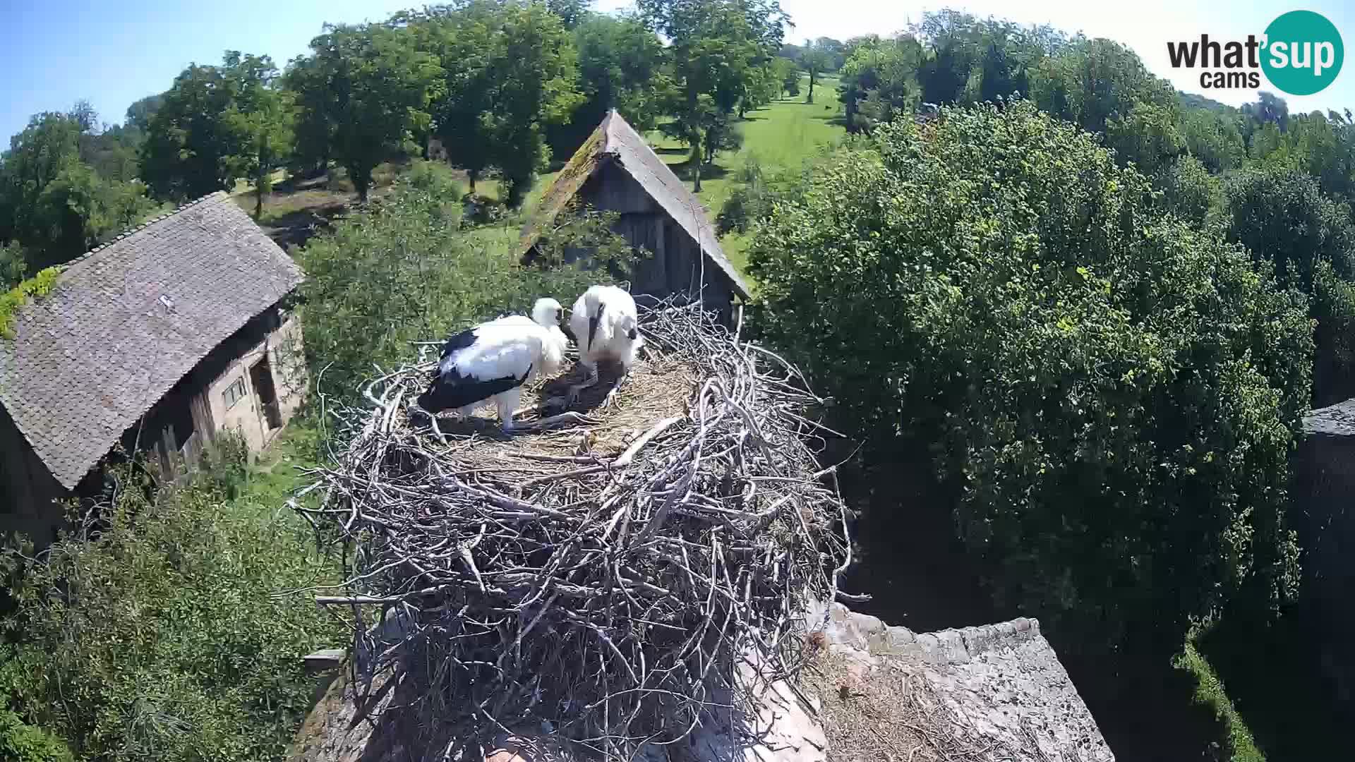 Village européen de cigognes webcam Parc naturel de Lonjsko polje