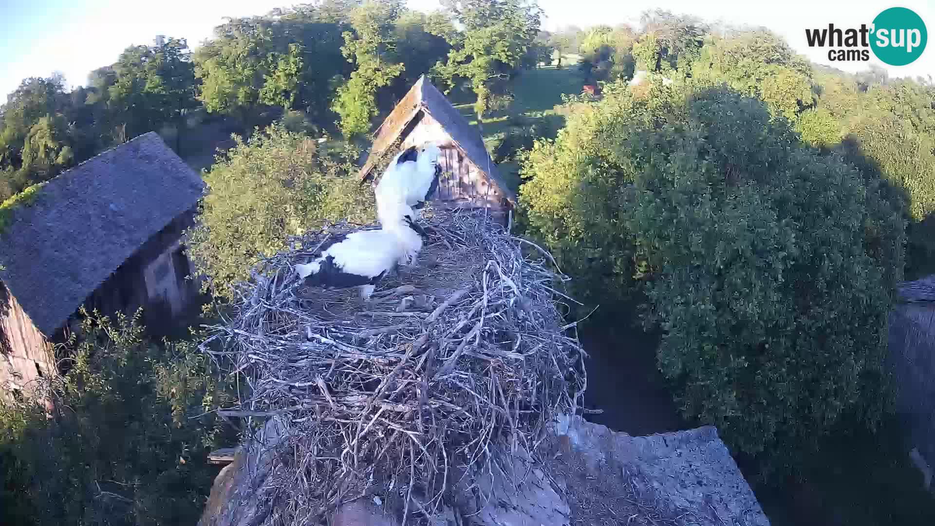 Webcam Europäisches Storchendorf – Naturpark Lonjsko polje
