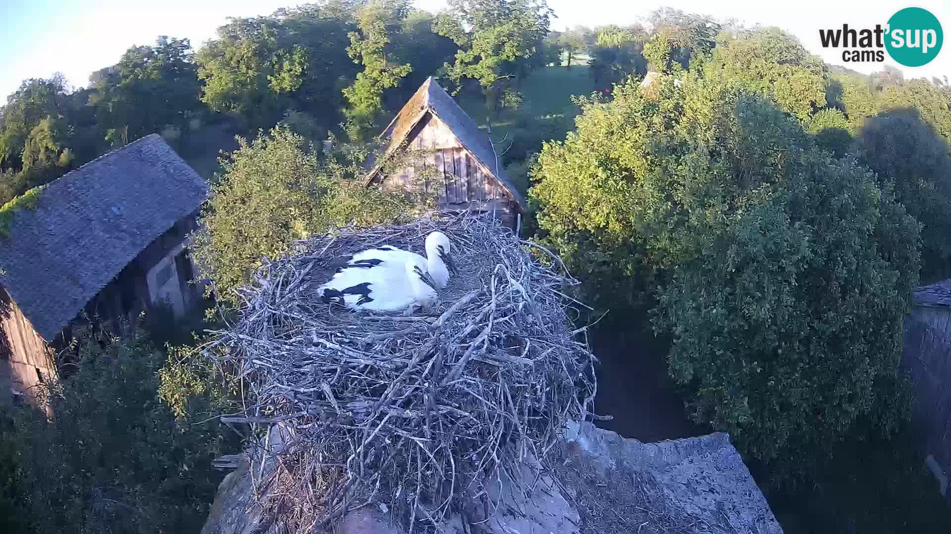 Webcam Europäisches Storchendorf – Naturpark Lonjsko polje