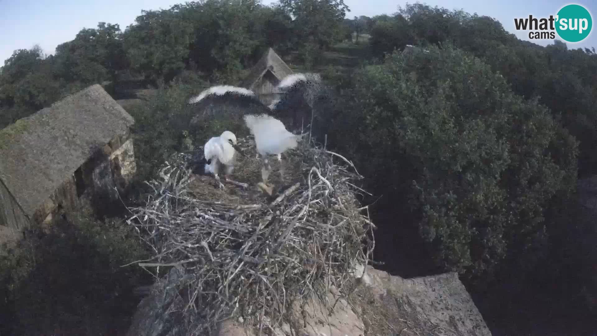 Villaggio delle cicogne europee webcam Parco naturale di Lonjsko polje