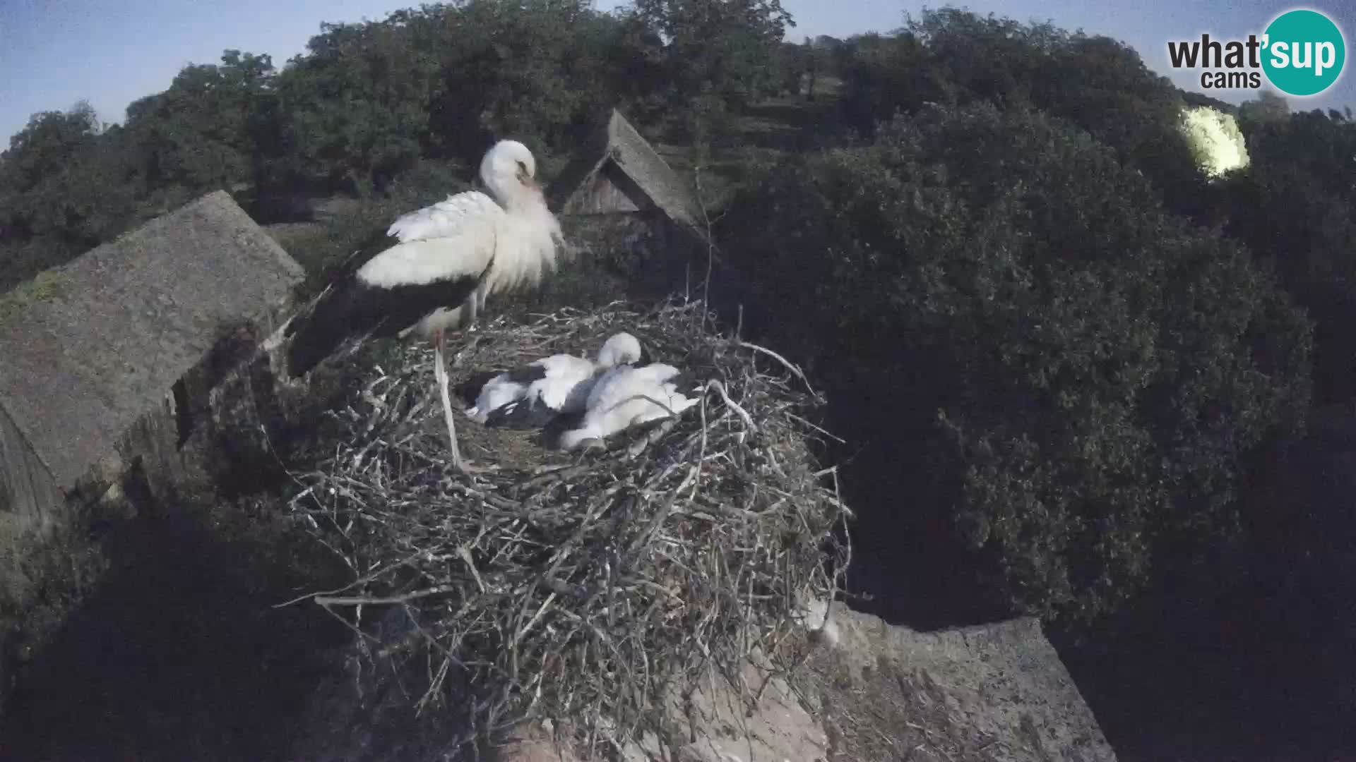 Webcam Europäisches Storchendorf – Naturpark Lonjsko polje