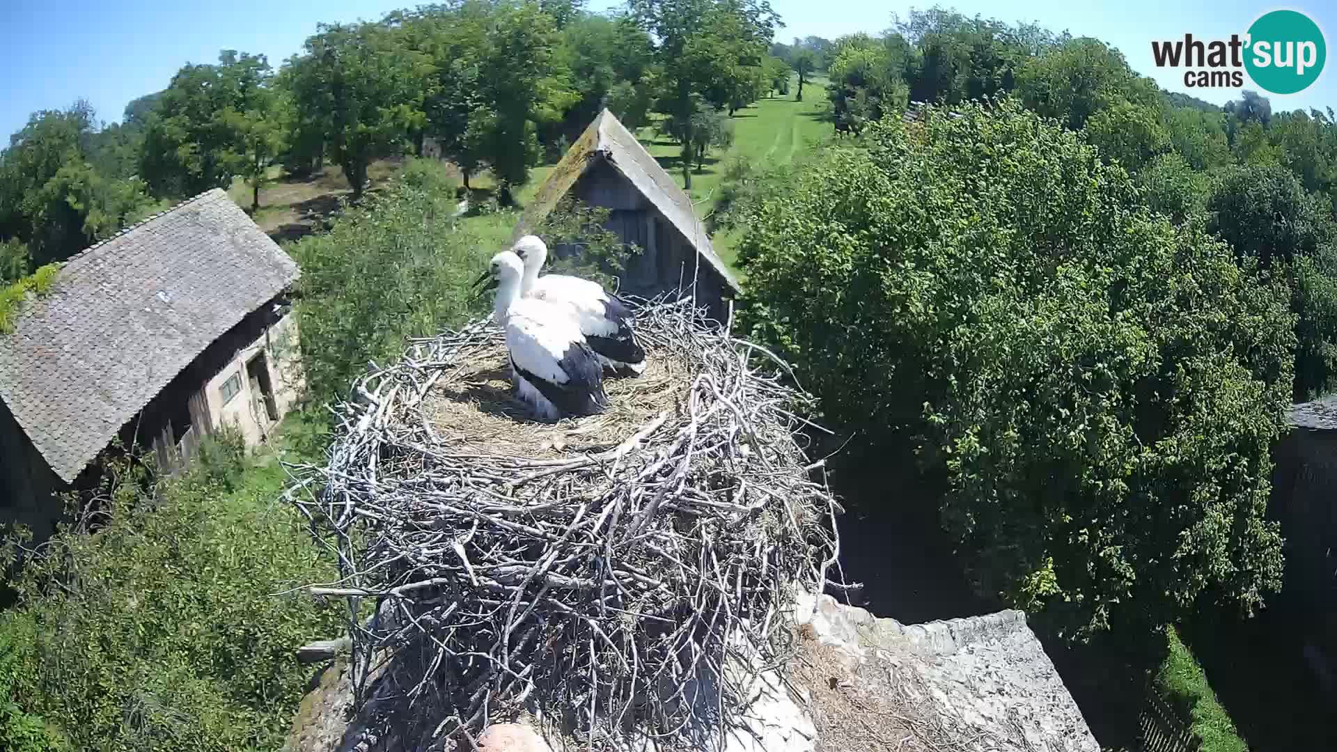 Pueblo europeo de cigüeñas camera en vivo Parque Natural Lonjsko polje