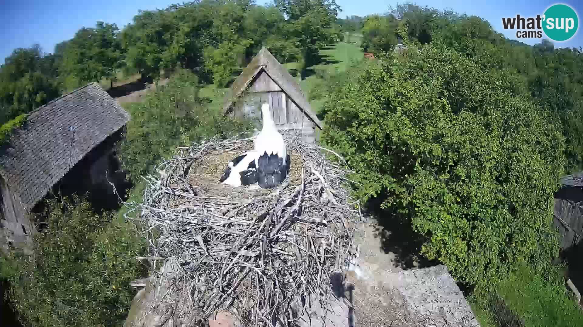 Village européen de cigognes webcam Parc naturel de Lonjsko polje