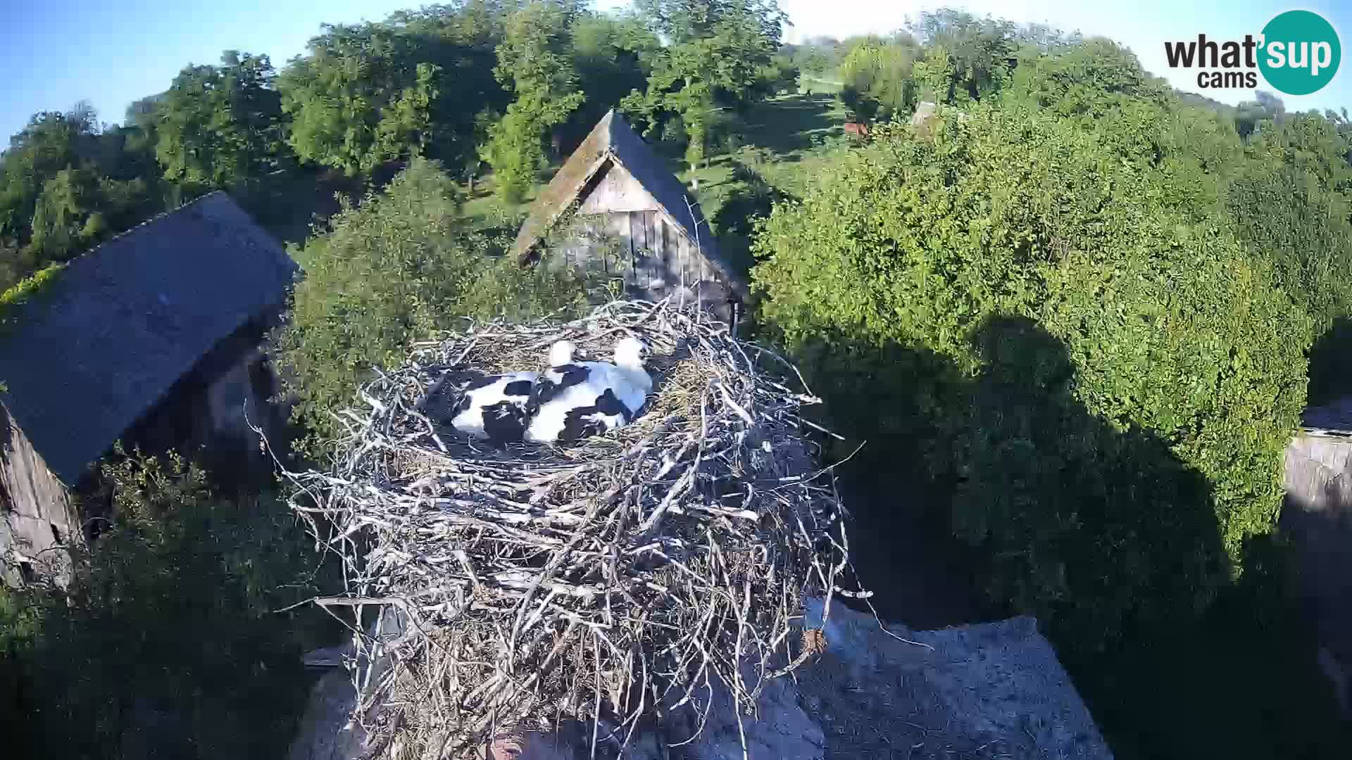 Village européen de cigognes webcam Parc naturel de Lonjsko polje