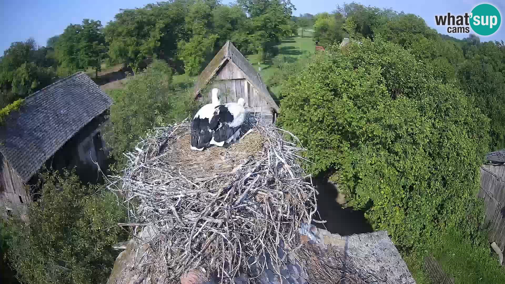 U živo Europsko selo roda – Park prirode Lonjsko polje