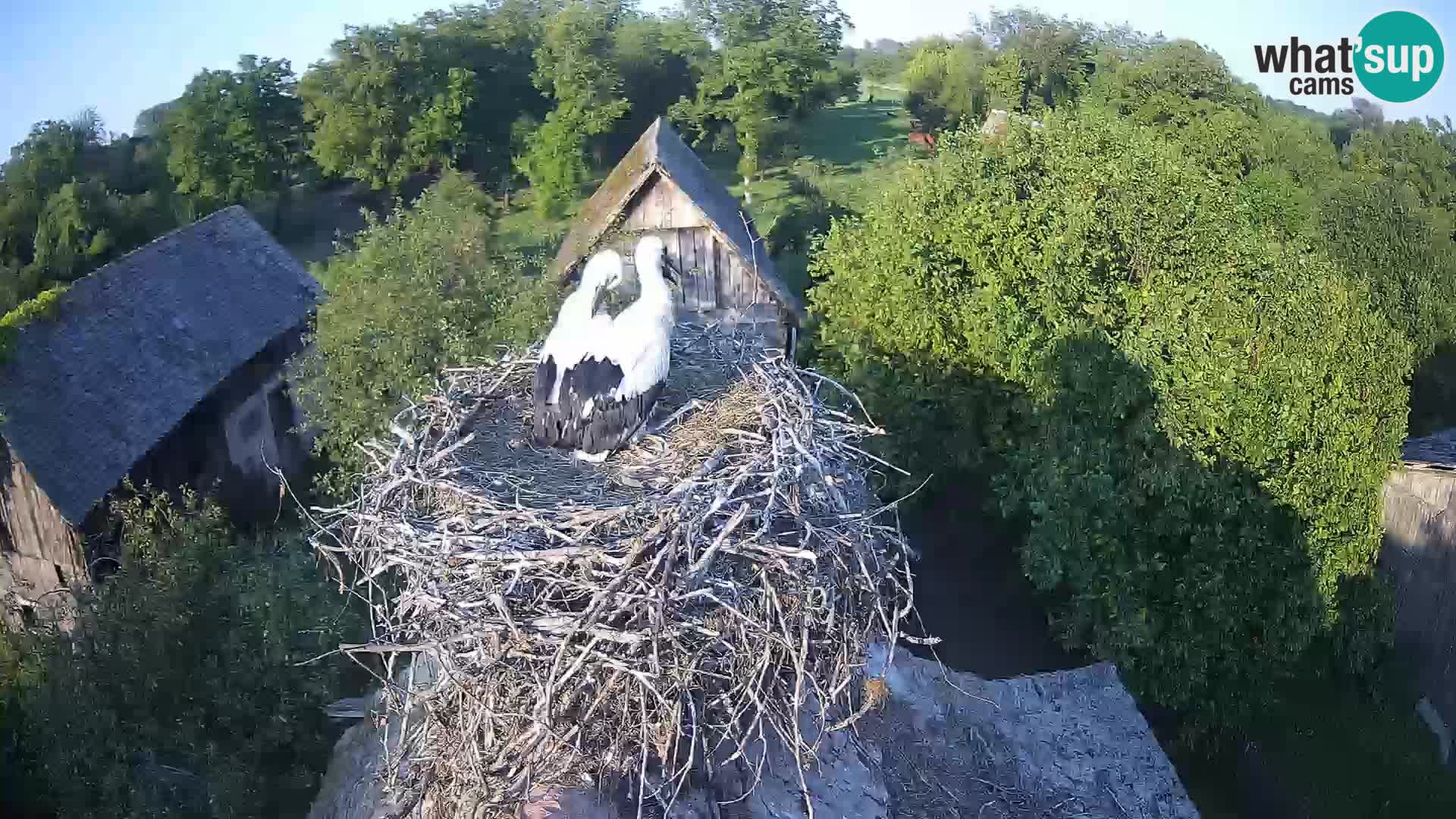 Village européen de cigognes webcam Parc naturel de Lonjsko polje