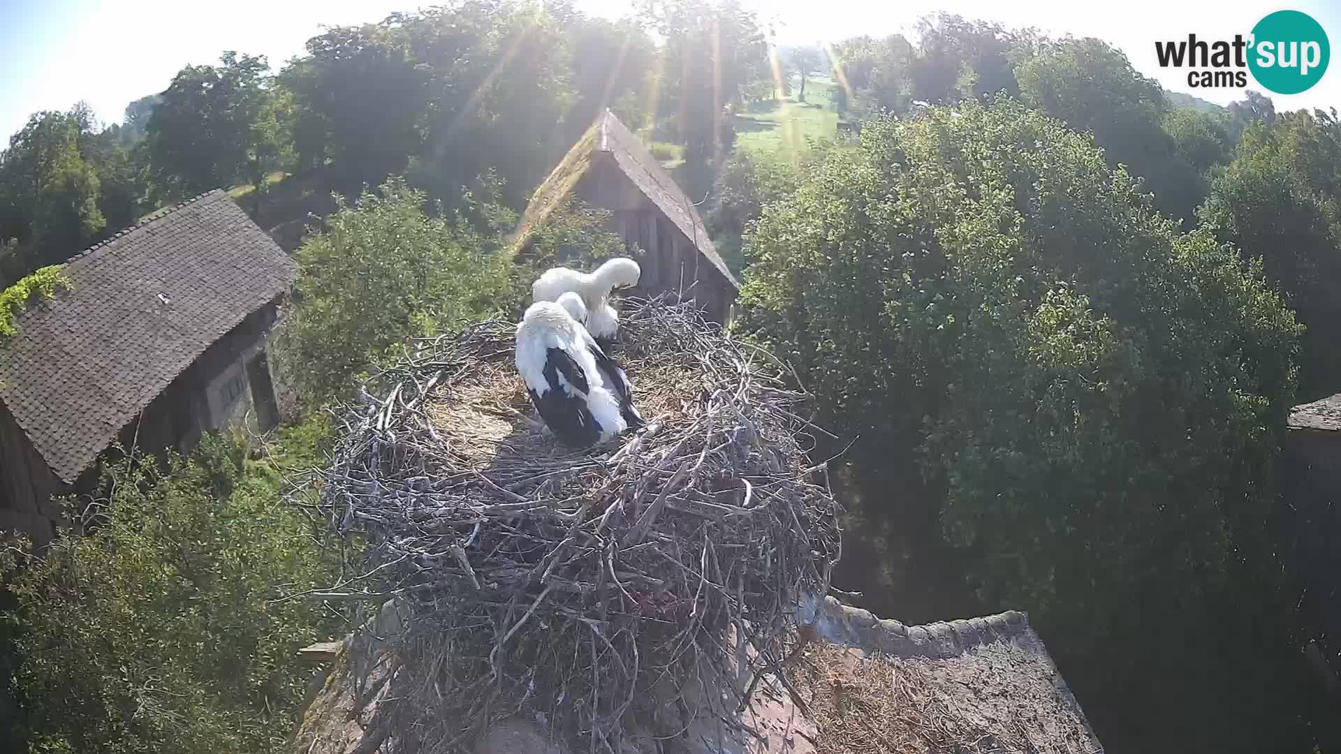 Village européen de cigognes webcam Parc naturel de Lonjsko polje