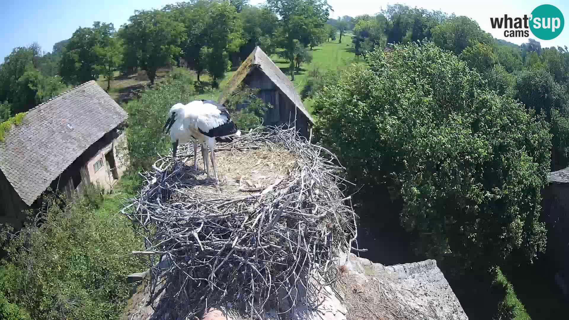 U živo Europsko selo roda – Park prirode Lonjsko polje