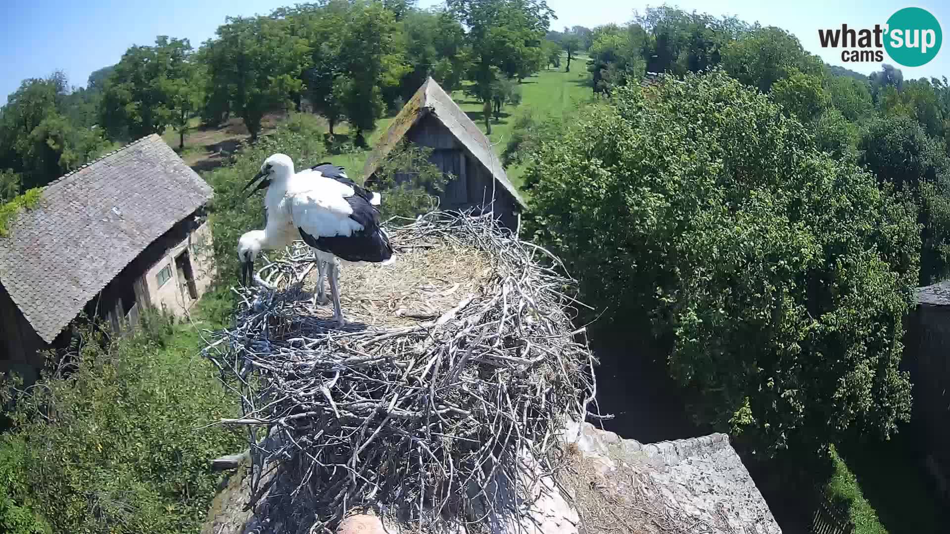 U živo Europsko selo roda – Park prirode Lonjsko polje